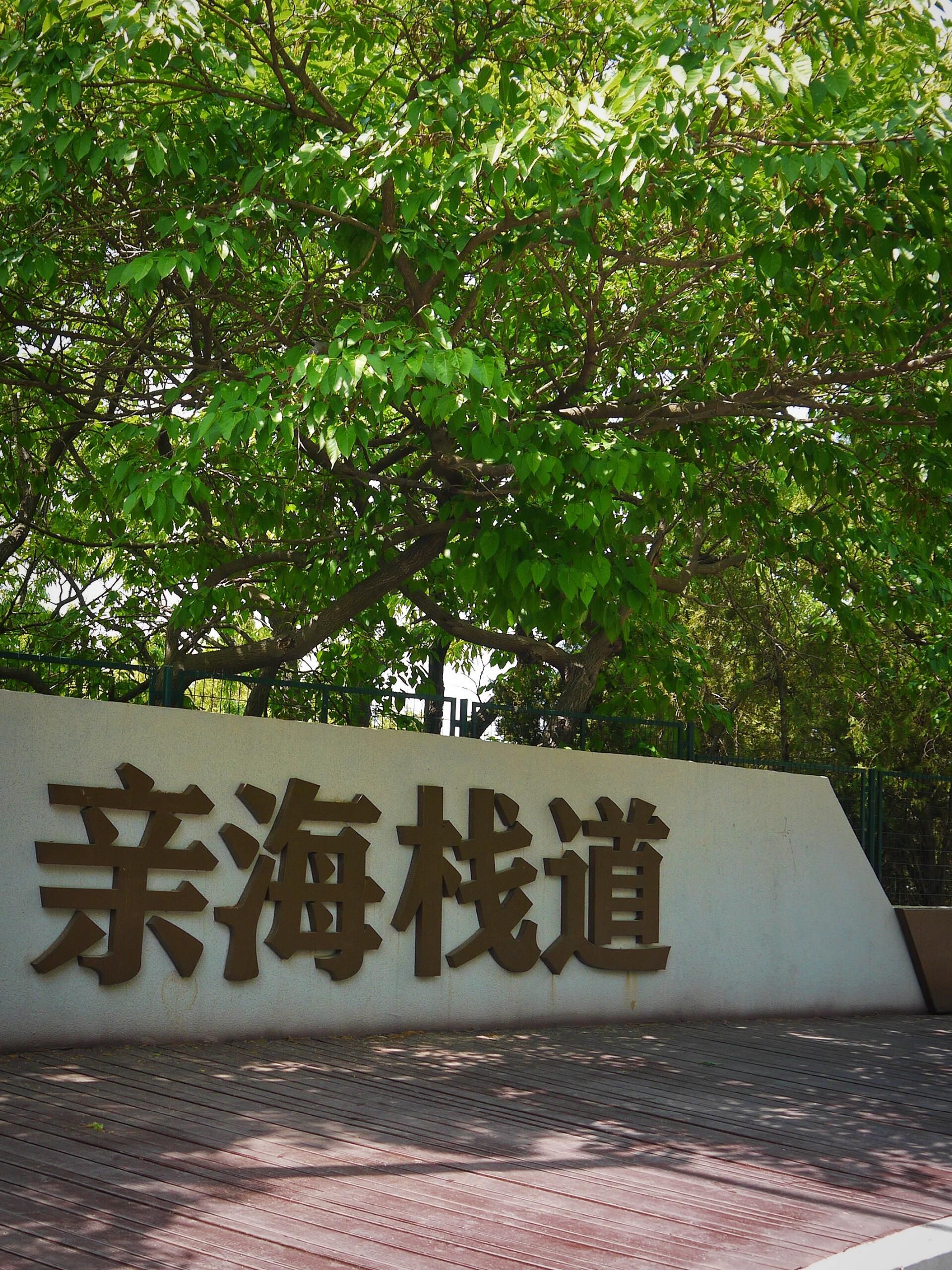 滨海路西段木栈道旅行图片 1