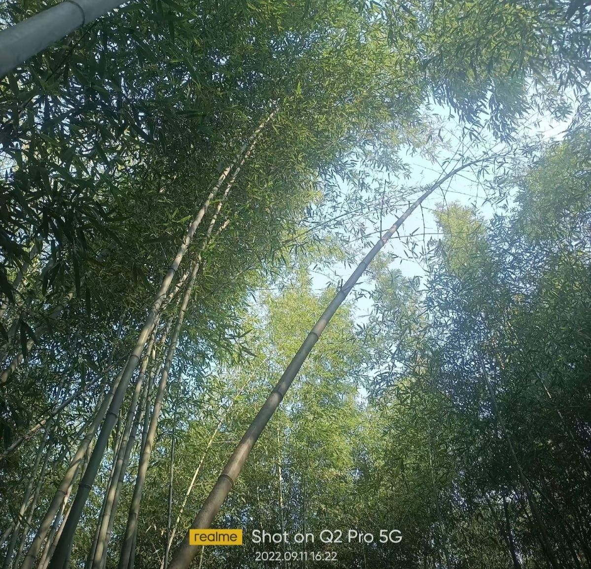 绿竹风情园旅行图片 1