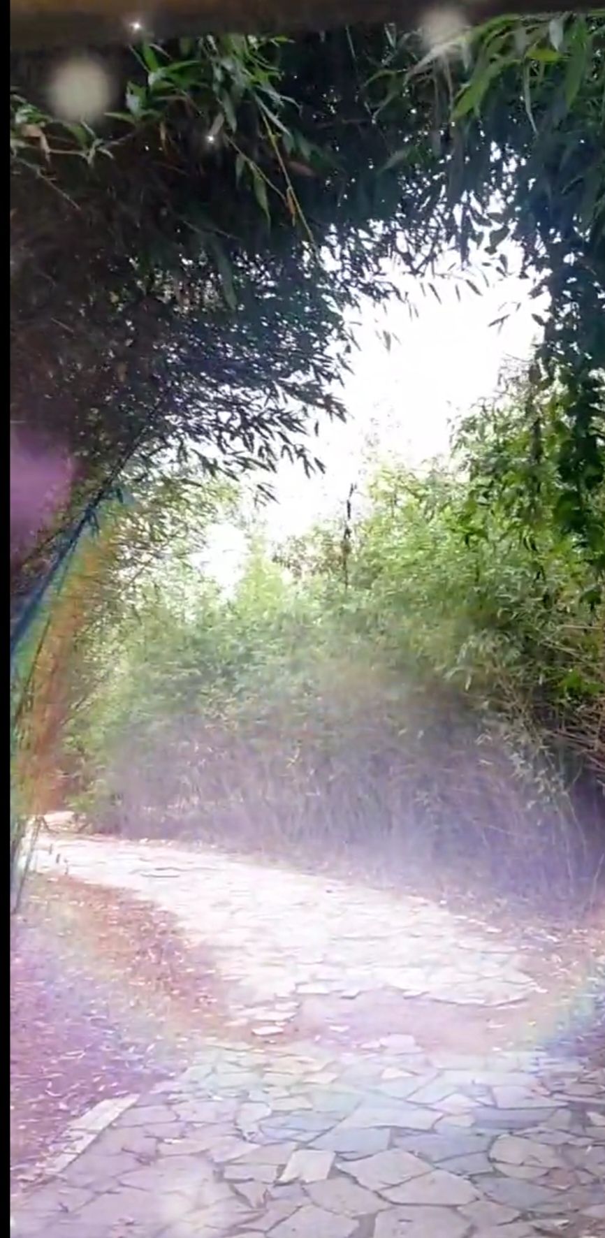 绿竹风情园旅行图片 3
