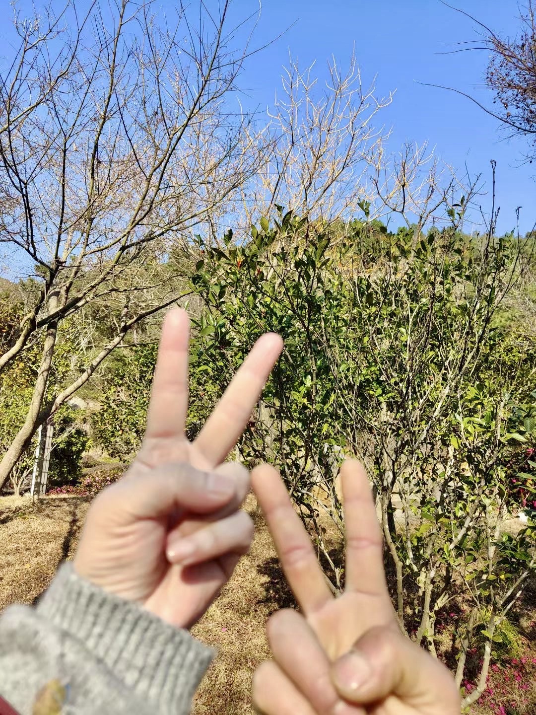 里澳公园旅行图片 3