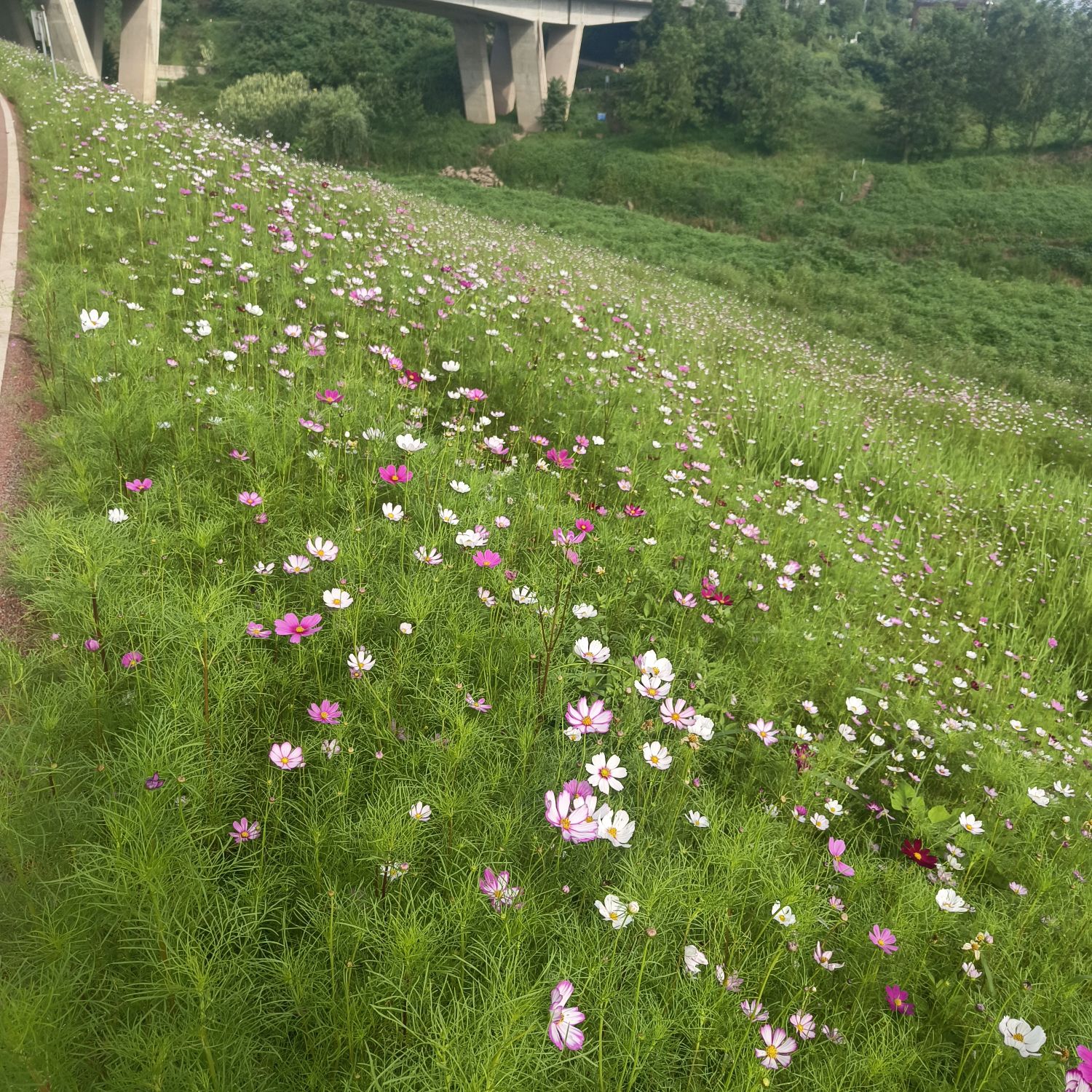 重庆巴滨城市公园旅行图片 2
