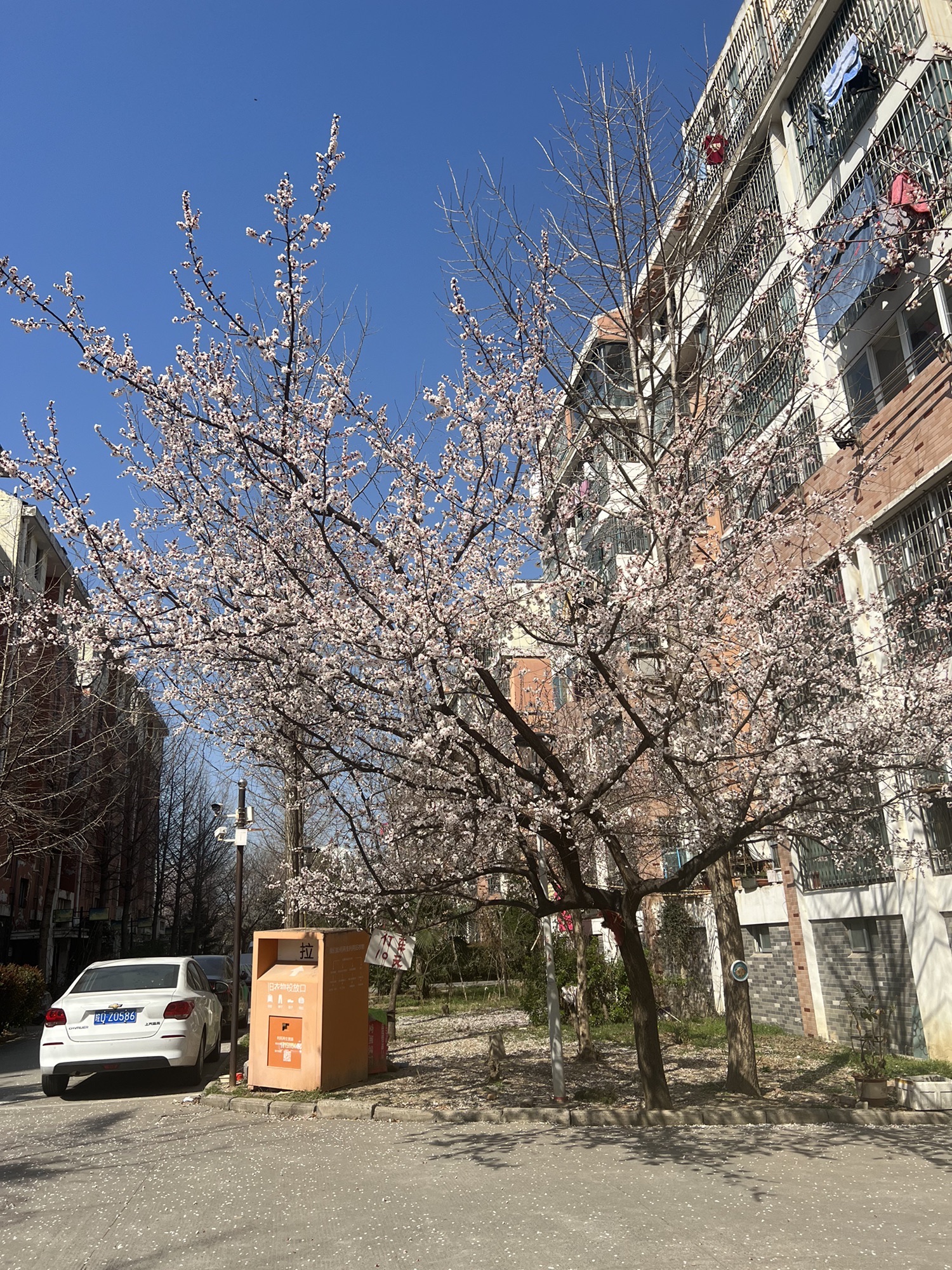 洞山公园旅行图片 1