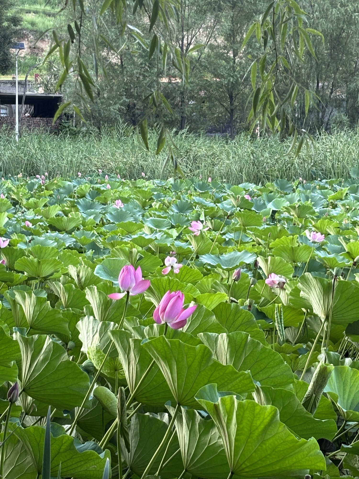山西孝河湿地公园旅行图片 3