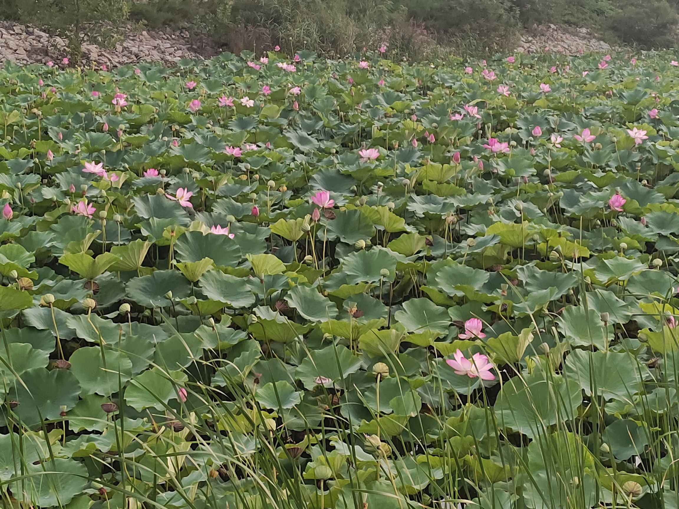 山西孝河湿地公园旅行图片 3