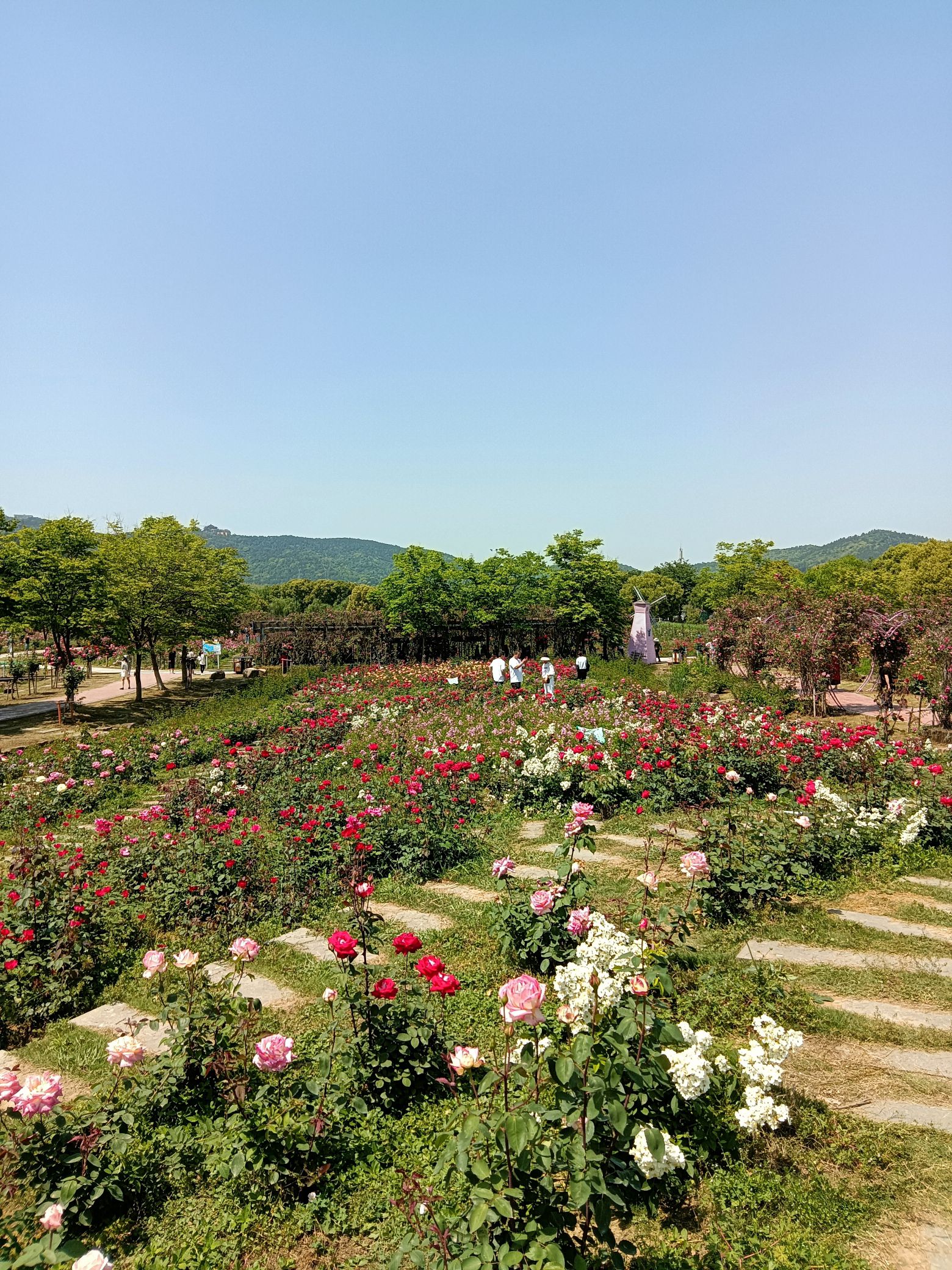 抖起来达人谷·张桥月季公园旅行图片 3