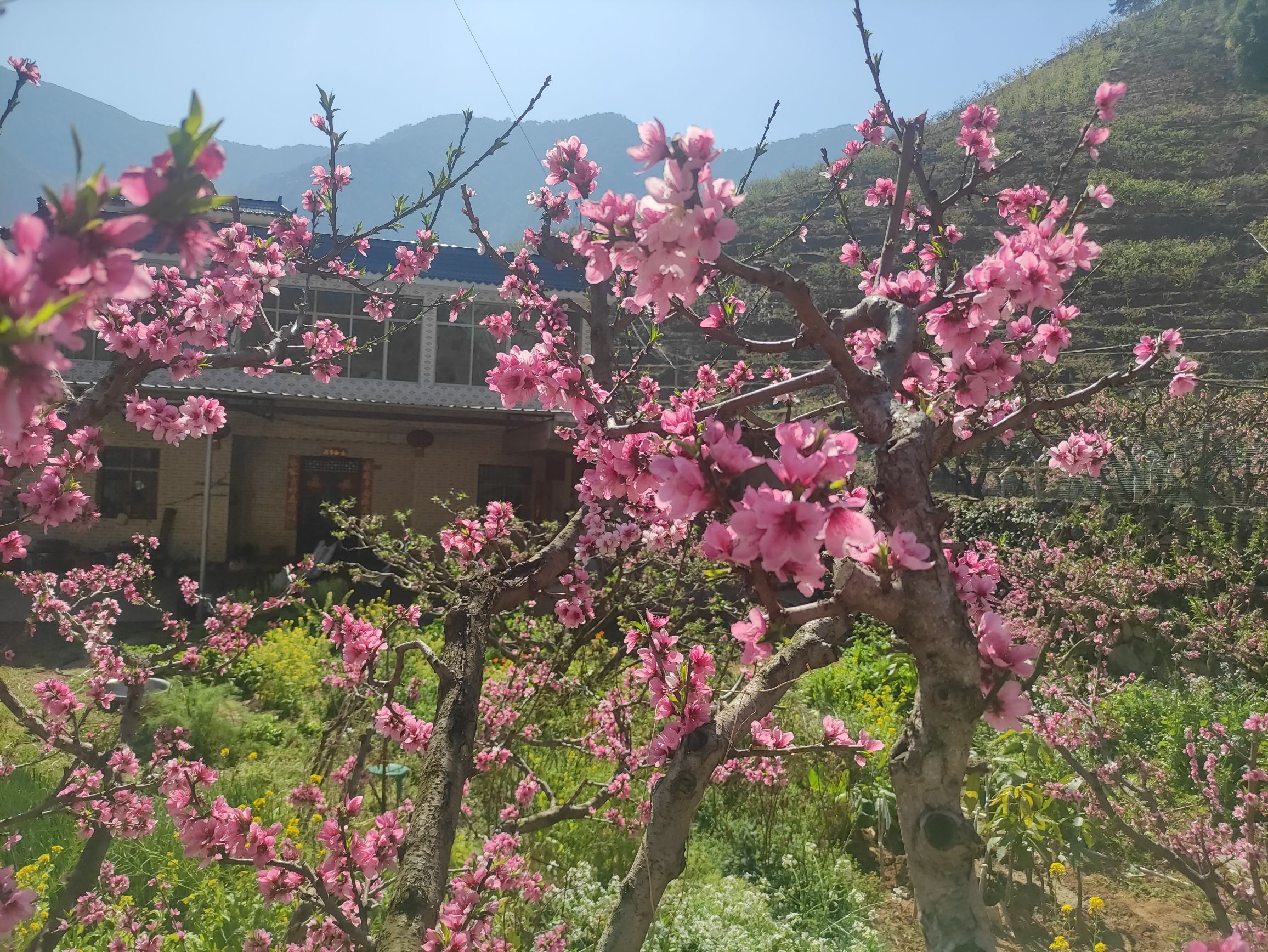 务本桃花景区旅行图片 3