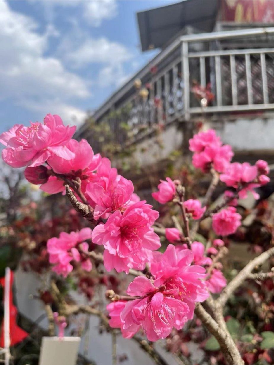 务本桃花景区旅行图片 3
