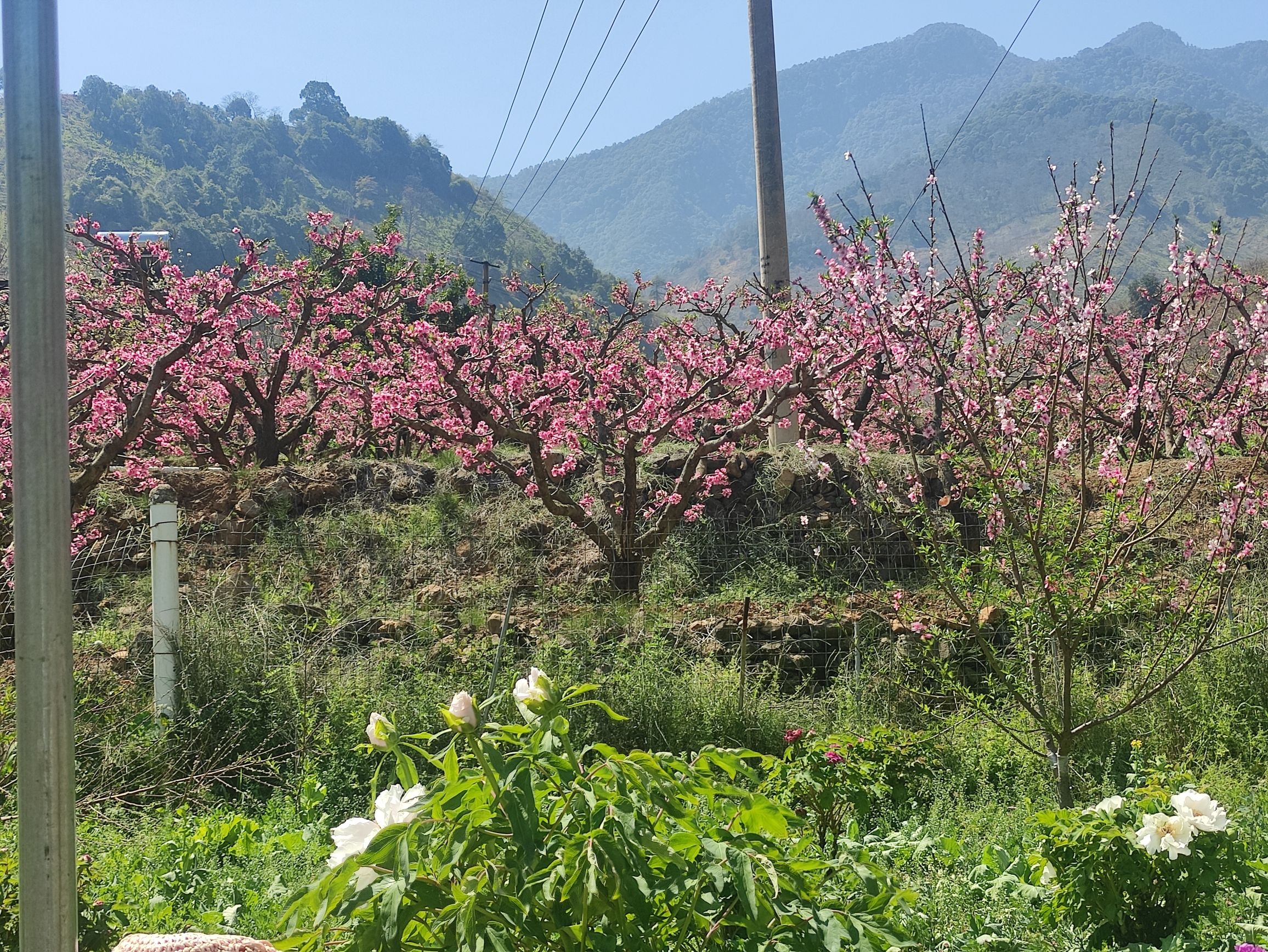 务本桃花景区旅行图片 1