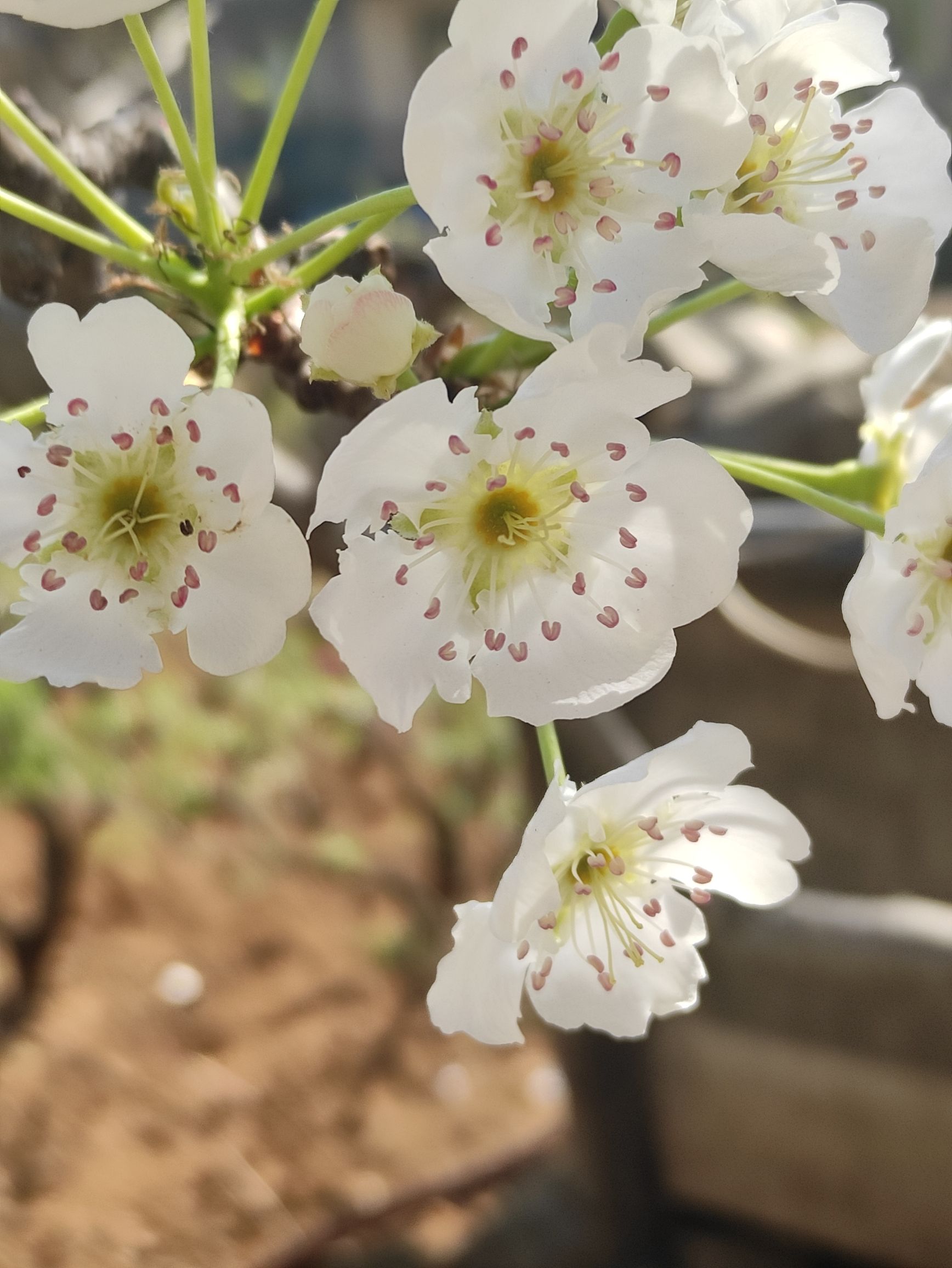 务本桃花景区旅行图片 2