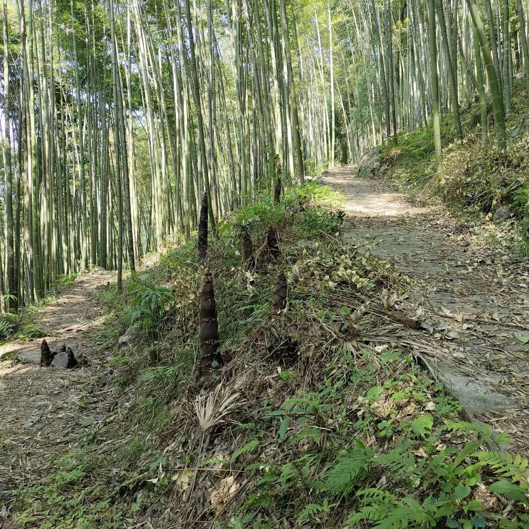 羌王竹海旅行图片 2