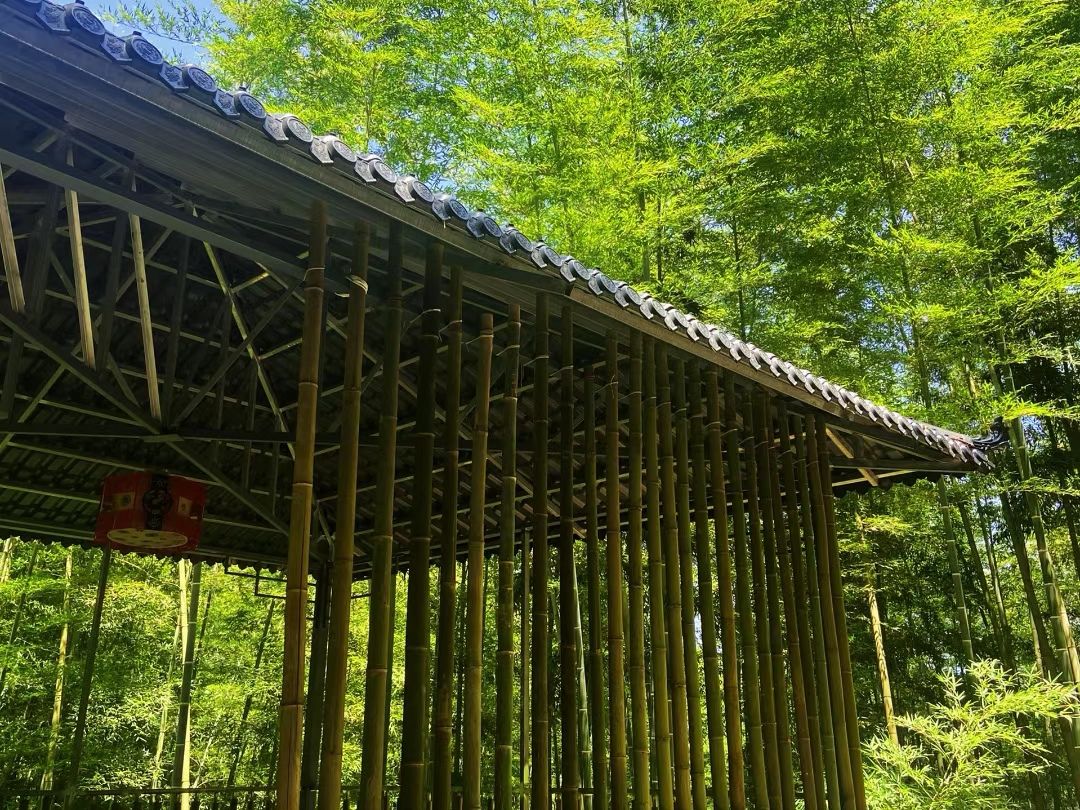 羌王竹海旅行图片 3