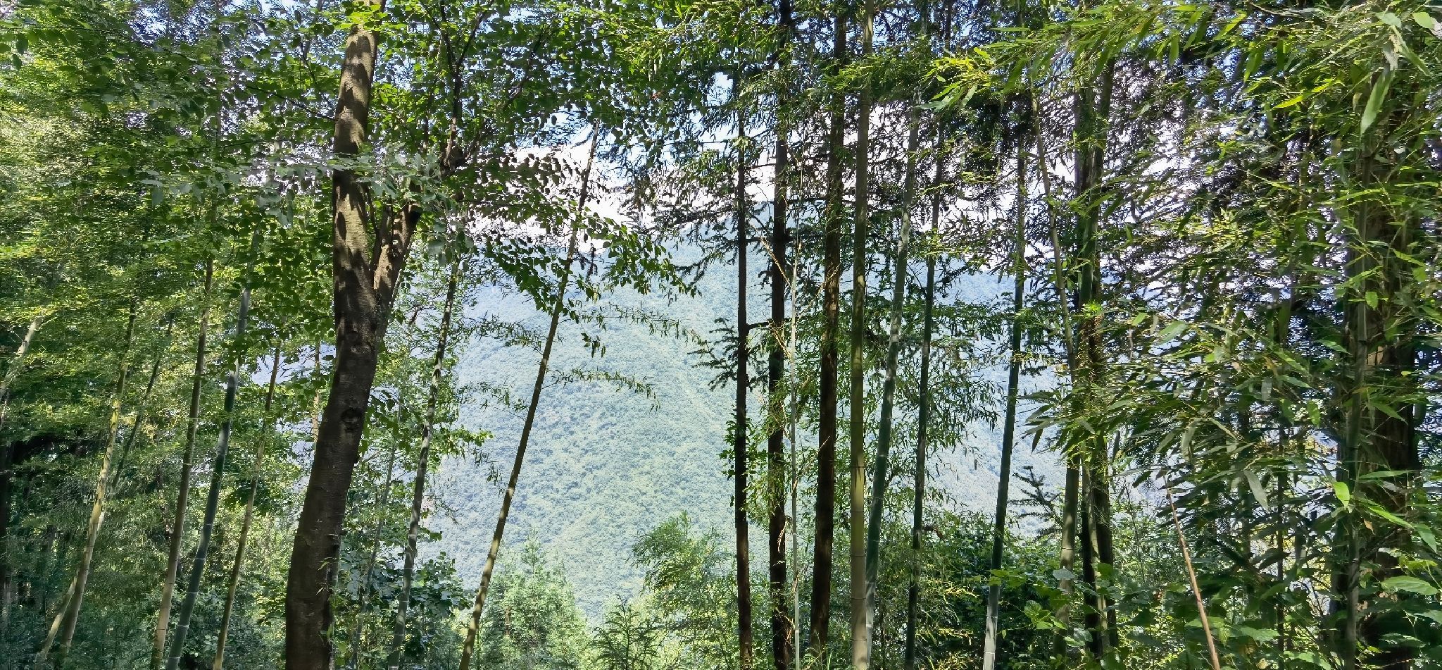羌王竹海旅行图片 1