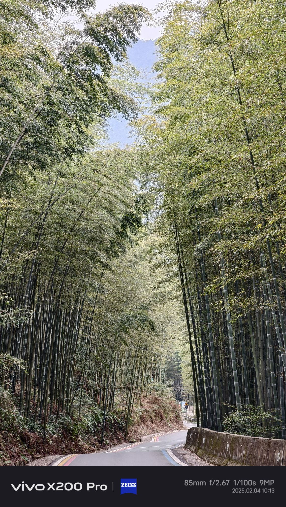 羌王竹海旅行图片 2