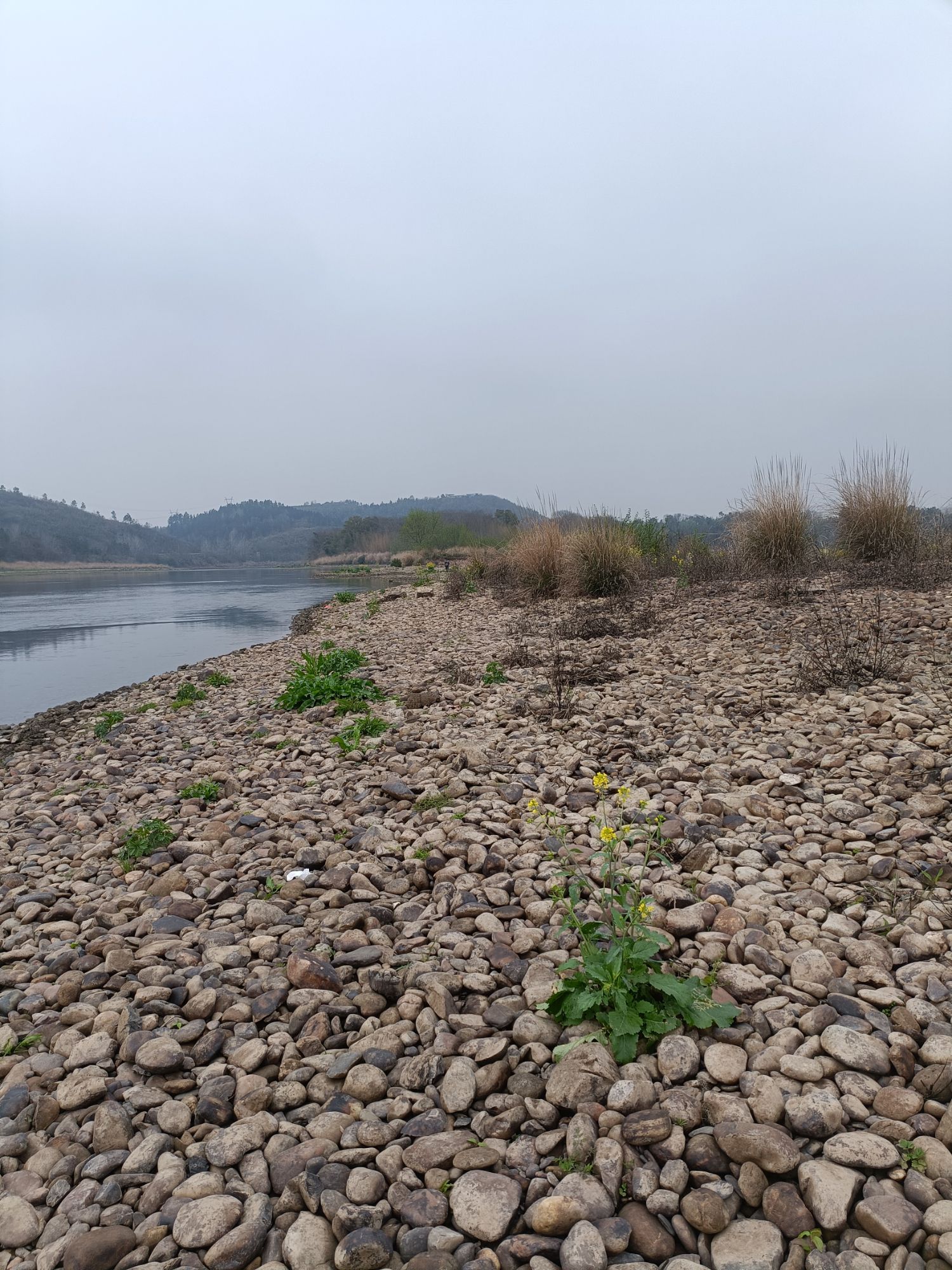 九公桥桃花岛旅行图片 3