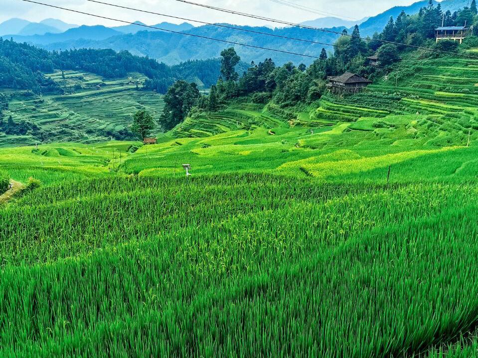 元宝山国家森林公园旅行图片 1