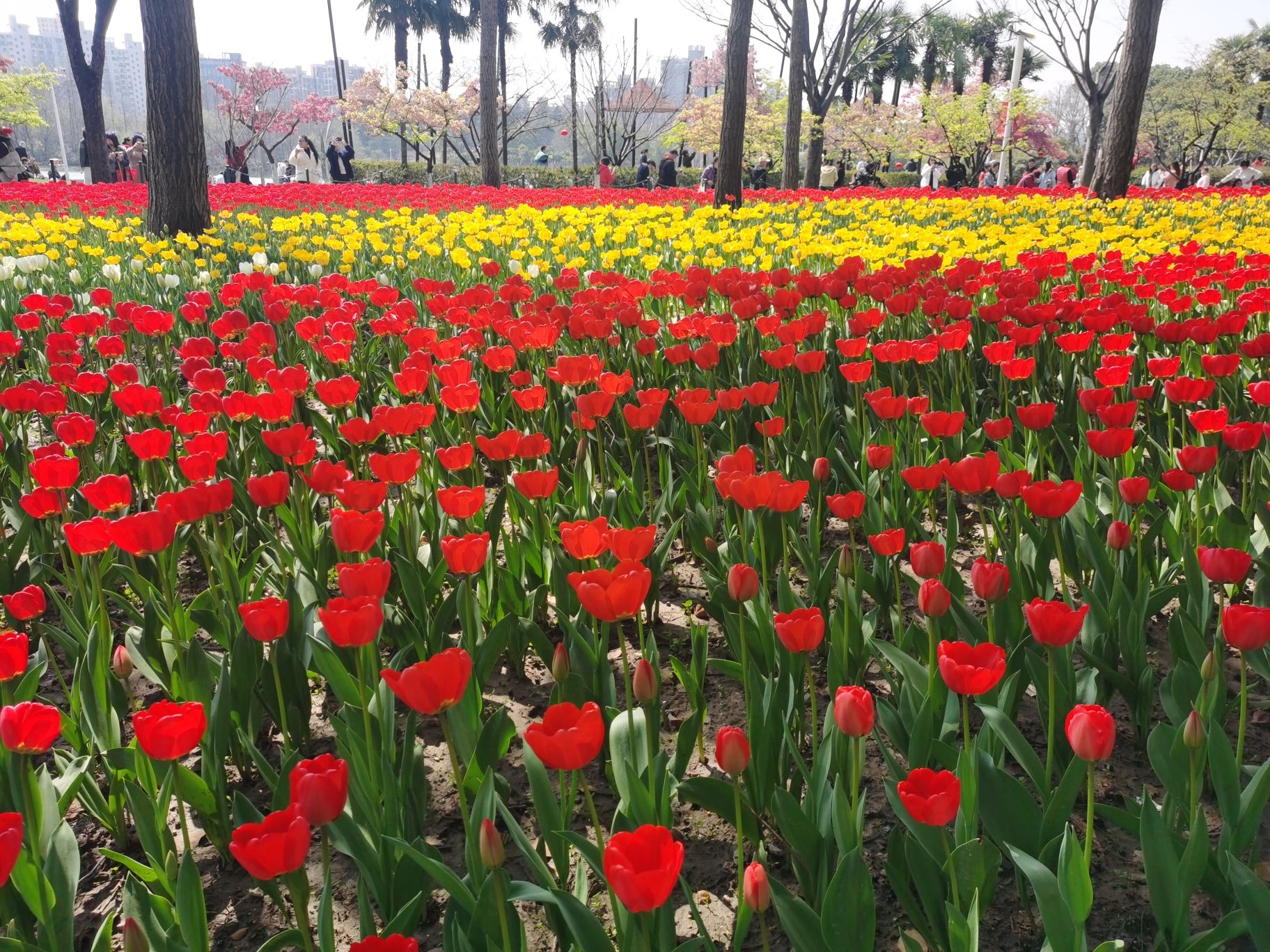 大宁公园罗马广场景点图片