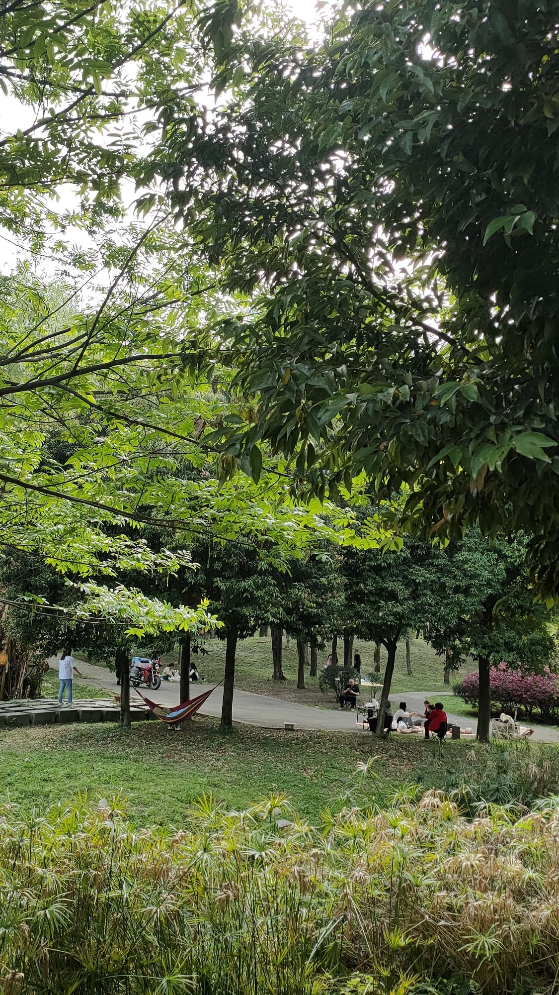 汉旺湿地公园旅行图片 1