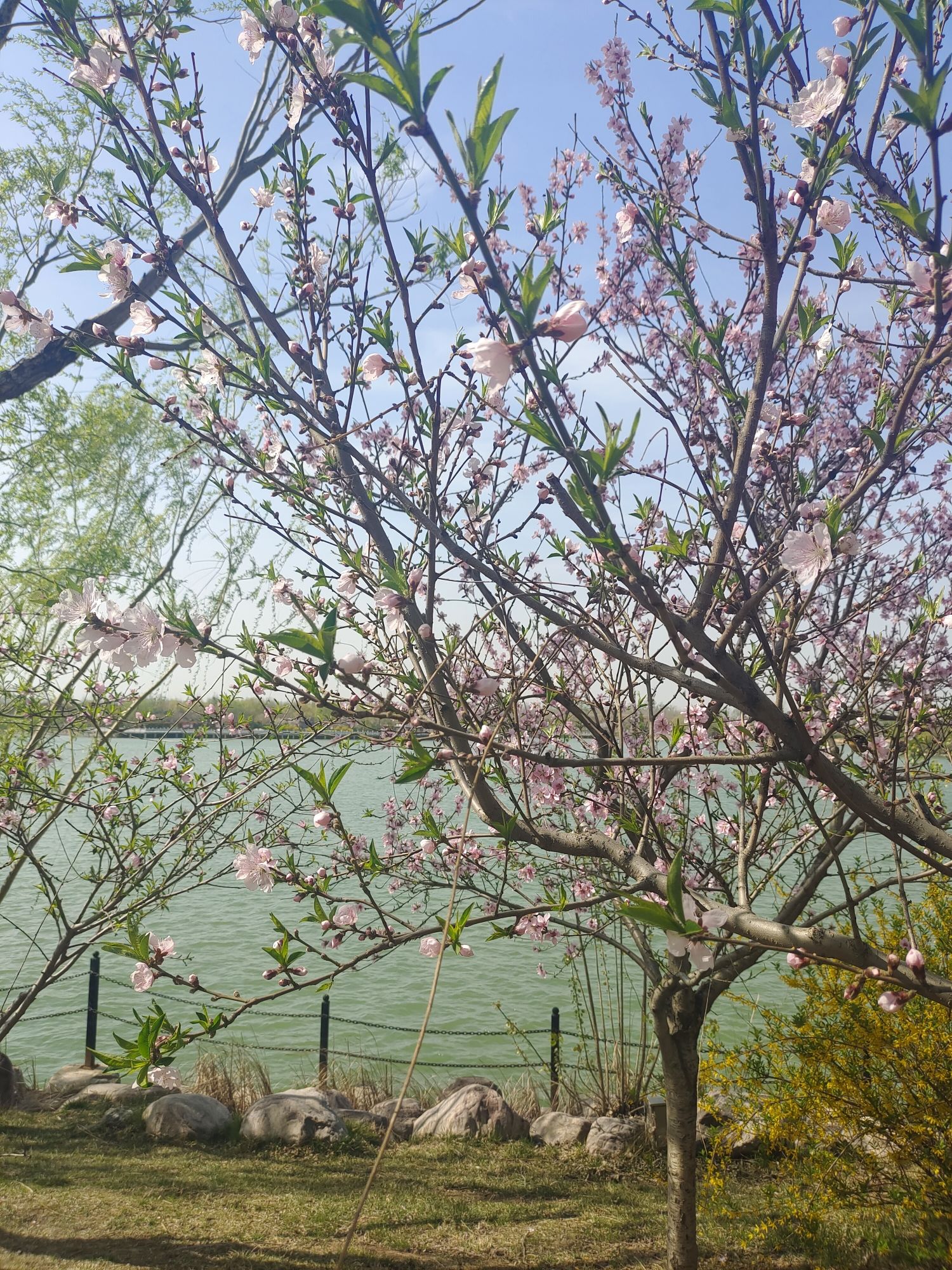 经开区平原湖公园旅行图片 2
