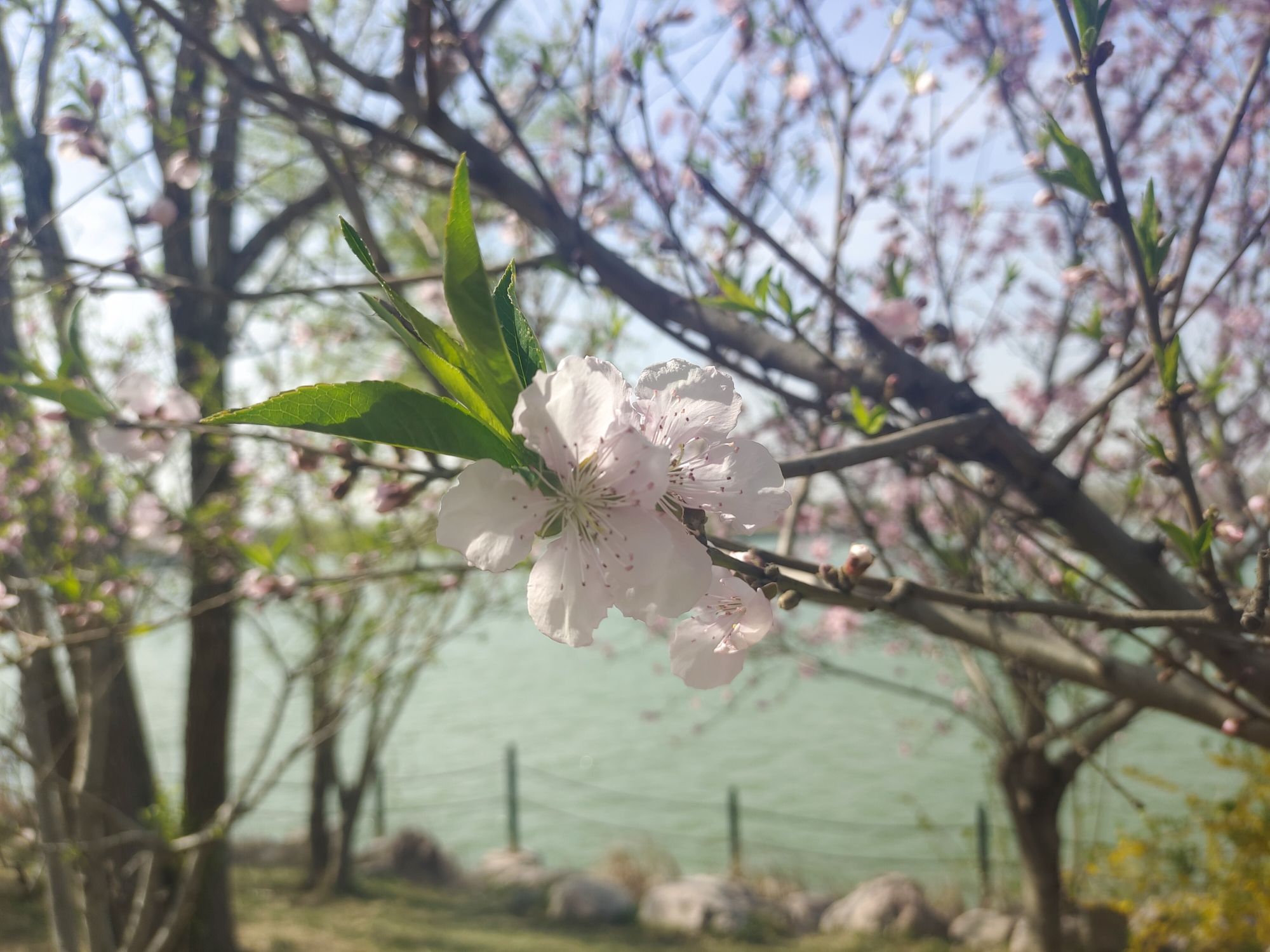 经开区平原湖公园旅行图片 1