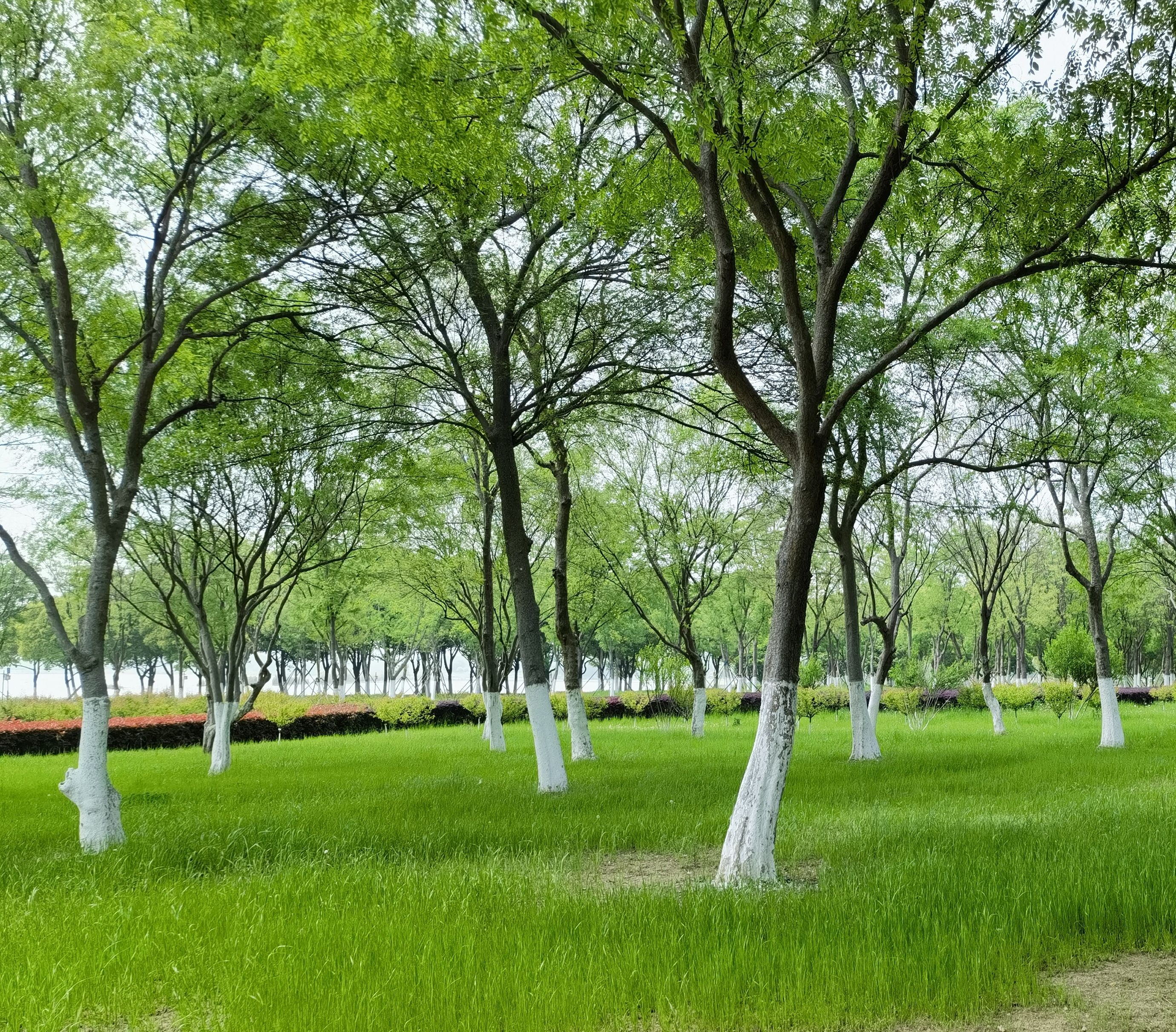 方兴湖公园旅行图片 3