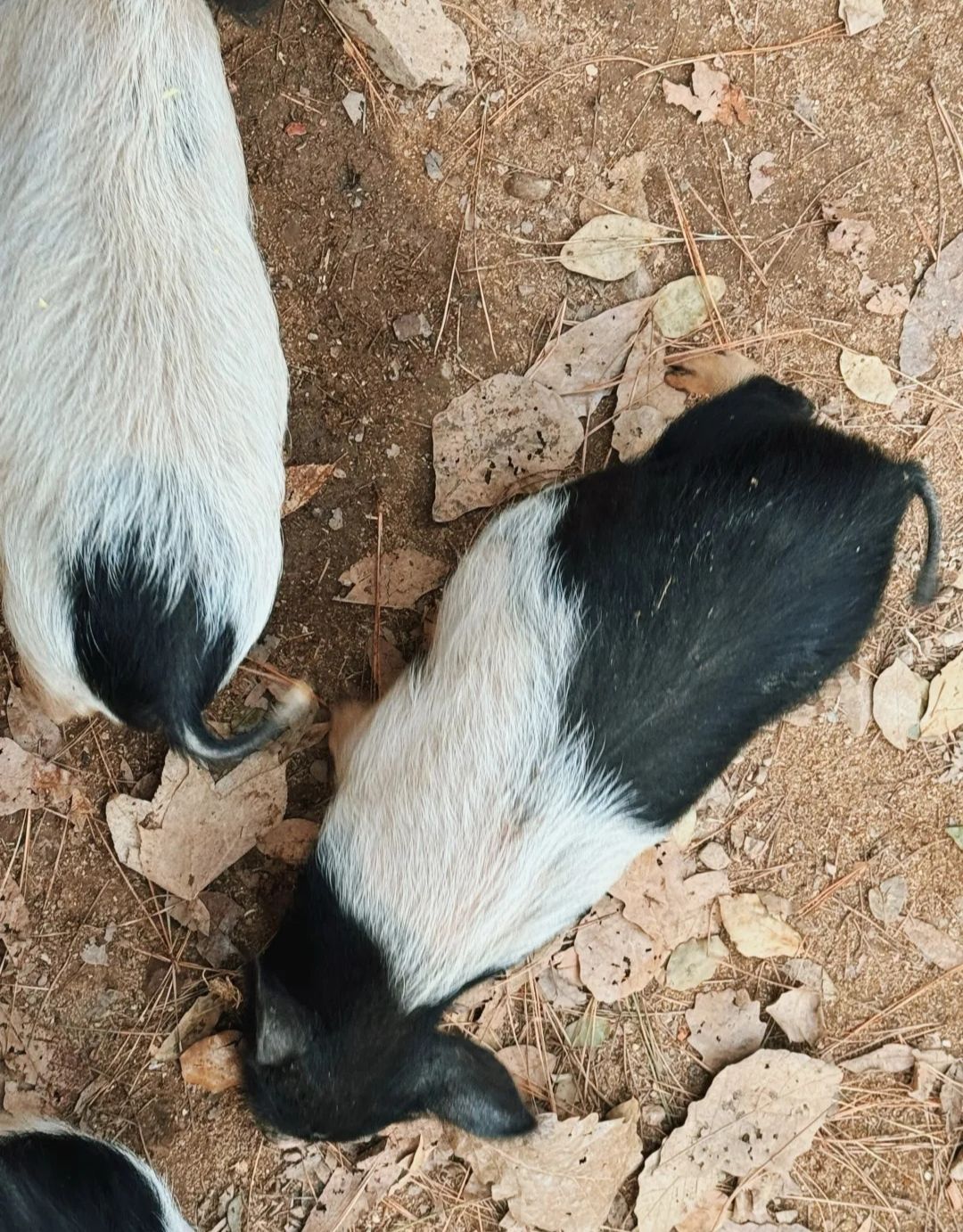 长山薰衣草彩虹小镇旅行图片 1