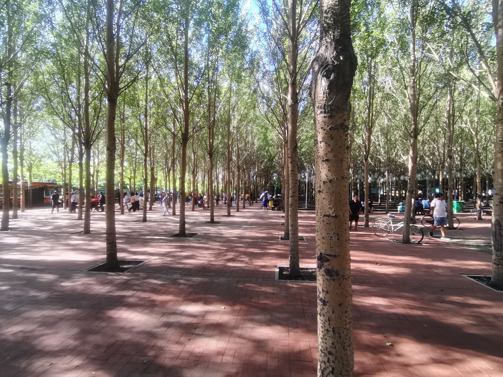 依安植物园旅行图片 3