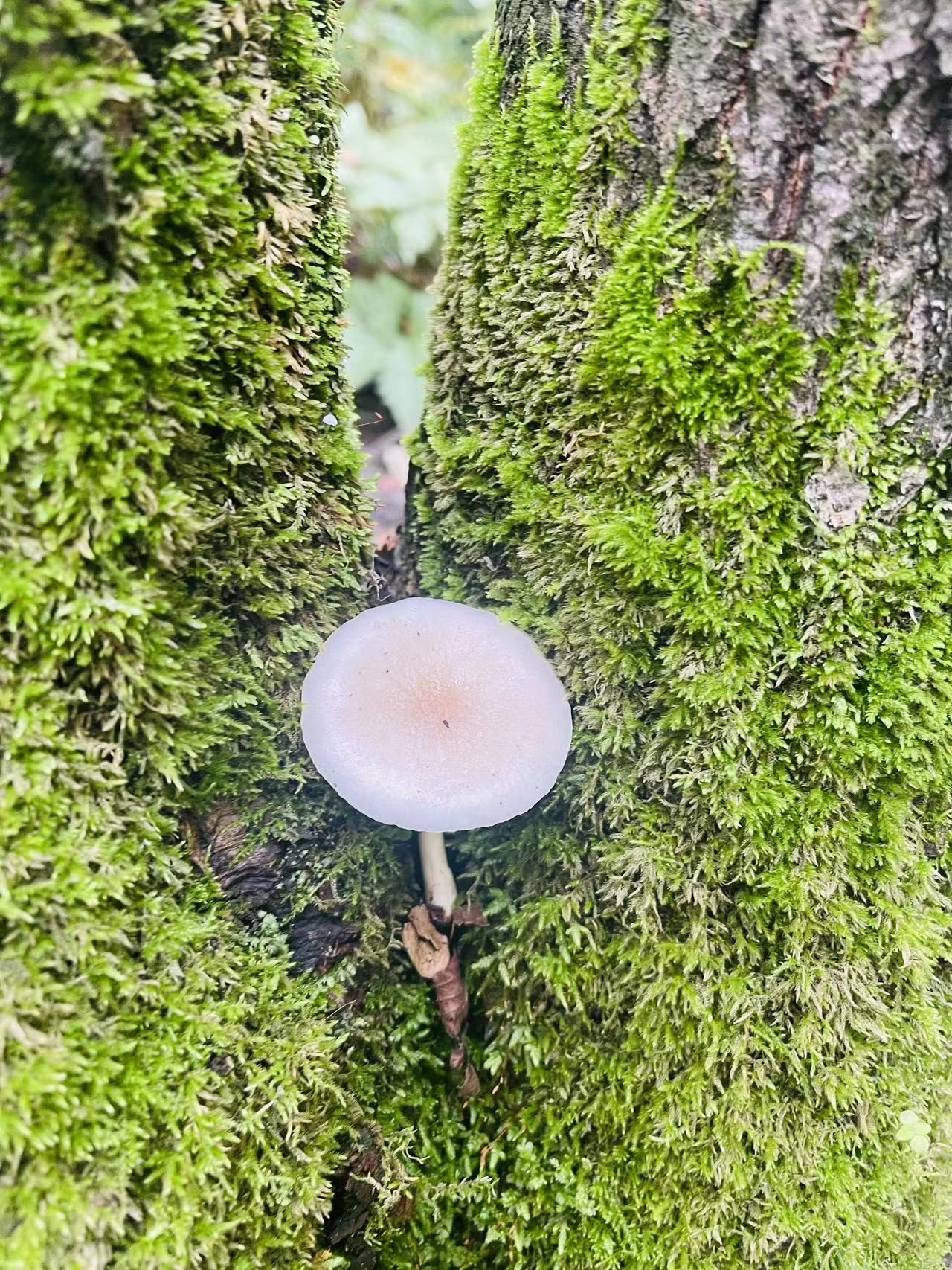 南岔仙翁山旅游景区旅行图片 2