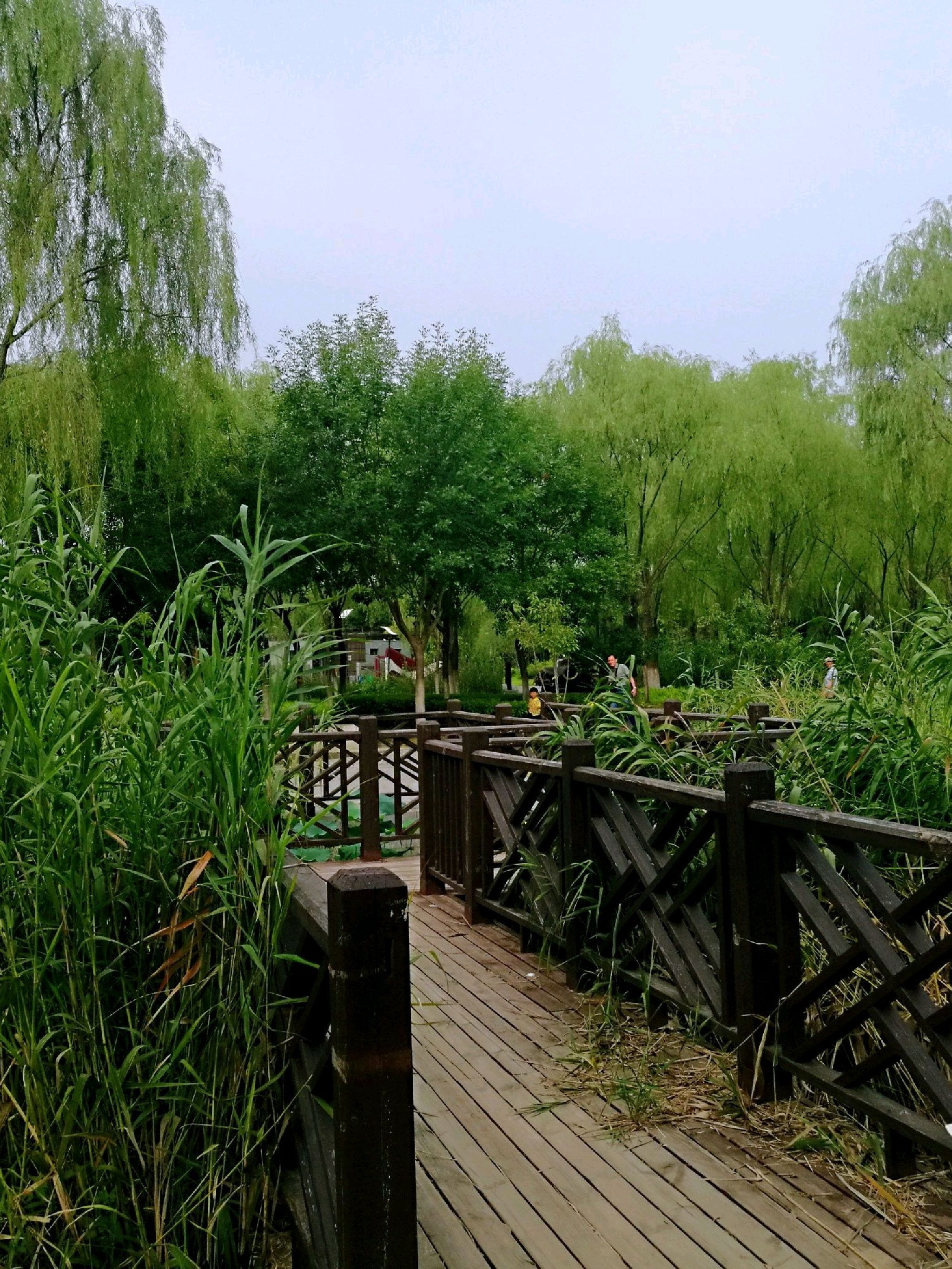 台湖公园旅行图片 1