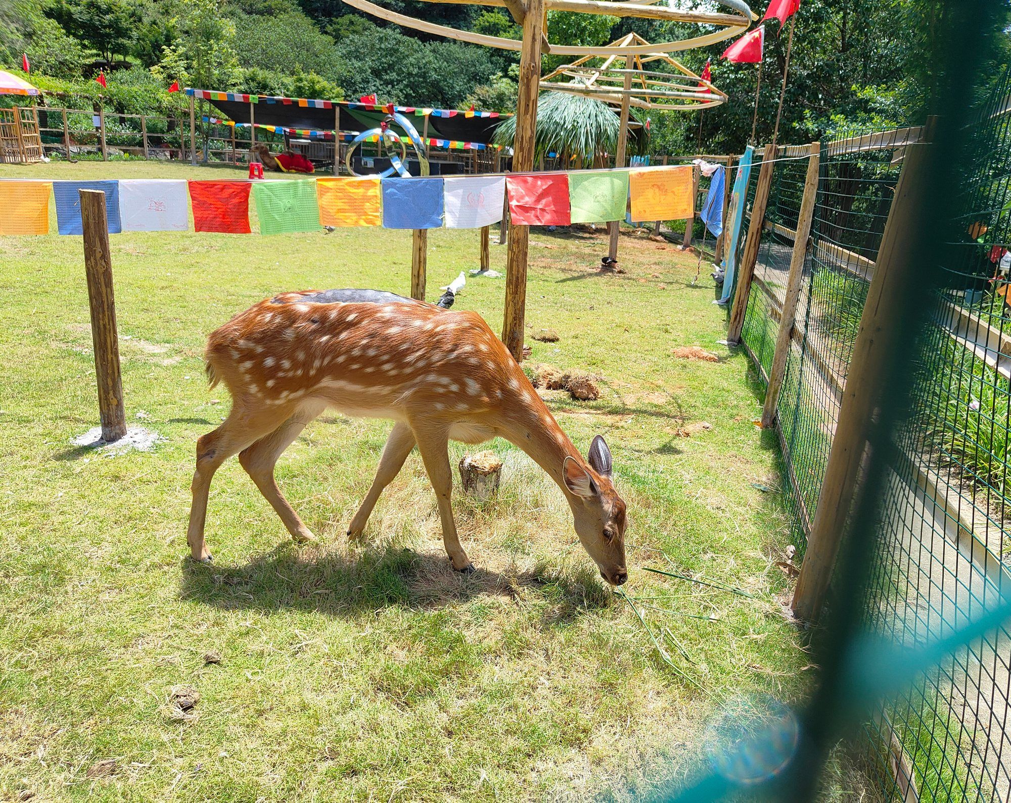 双田村三月三景区旅行图片 2
