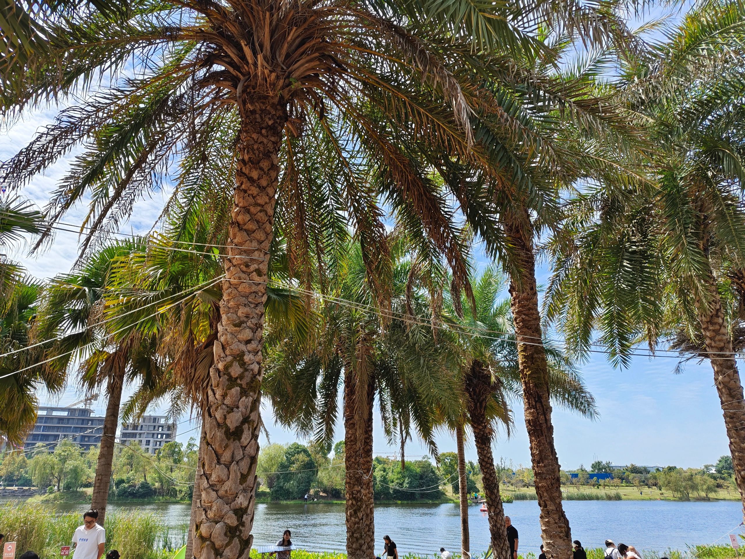 万丰湖湿地公园旅行图片 2