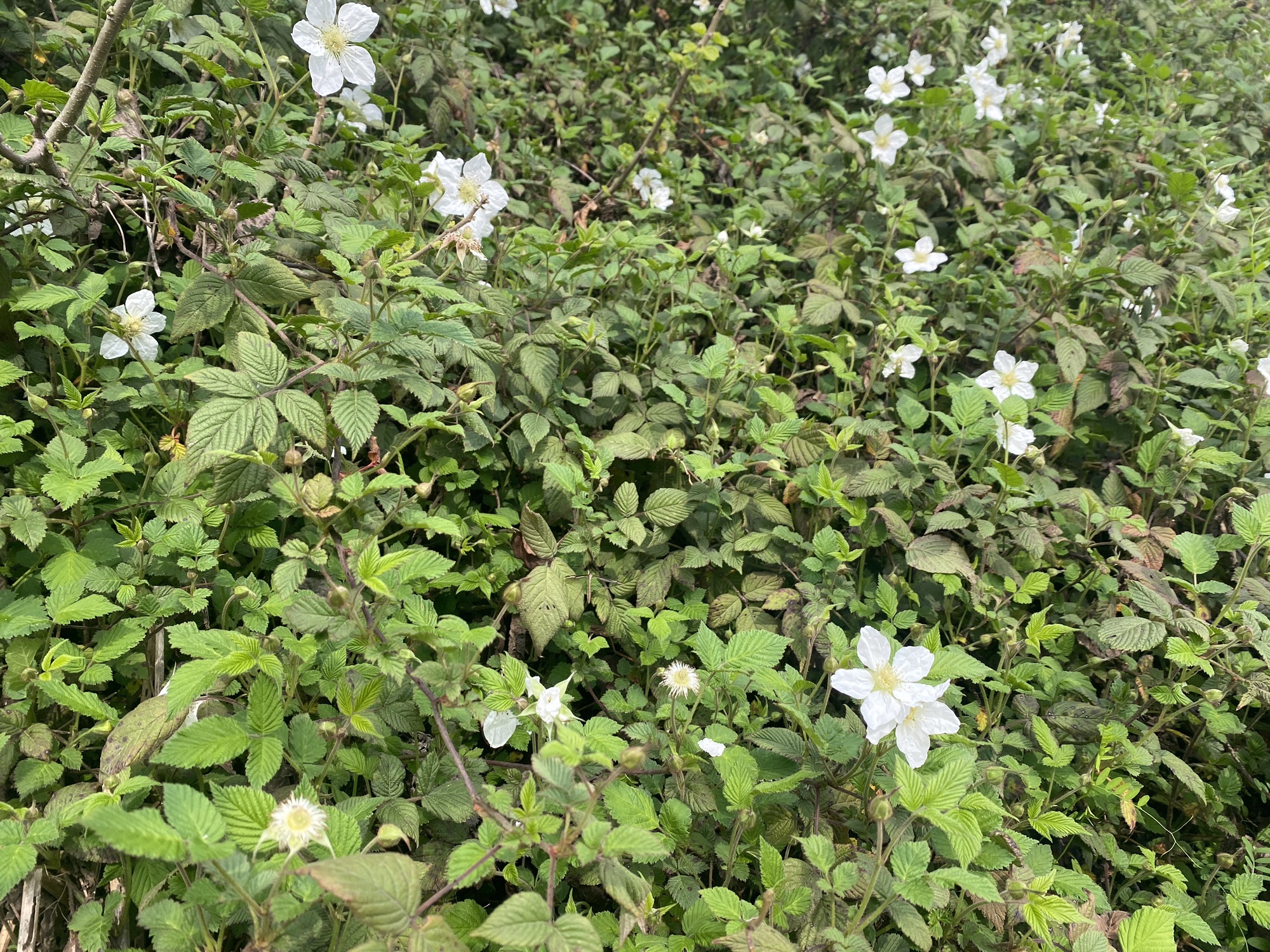 黄澋溪公园旅行图片 2