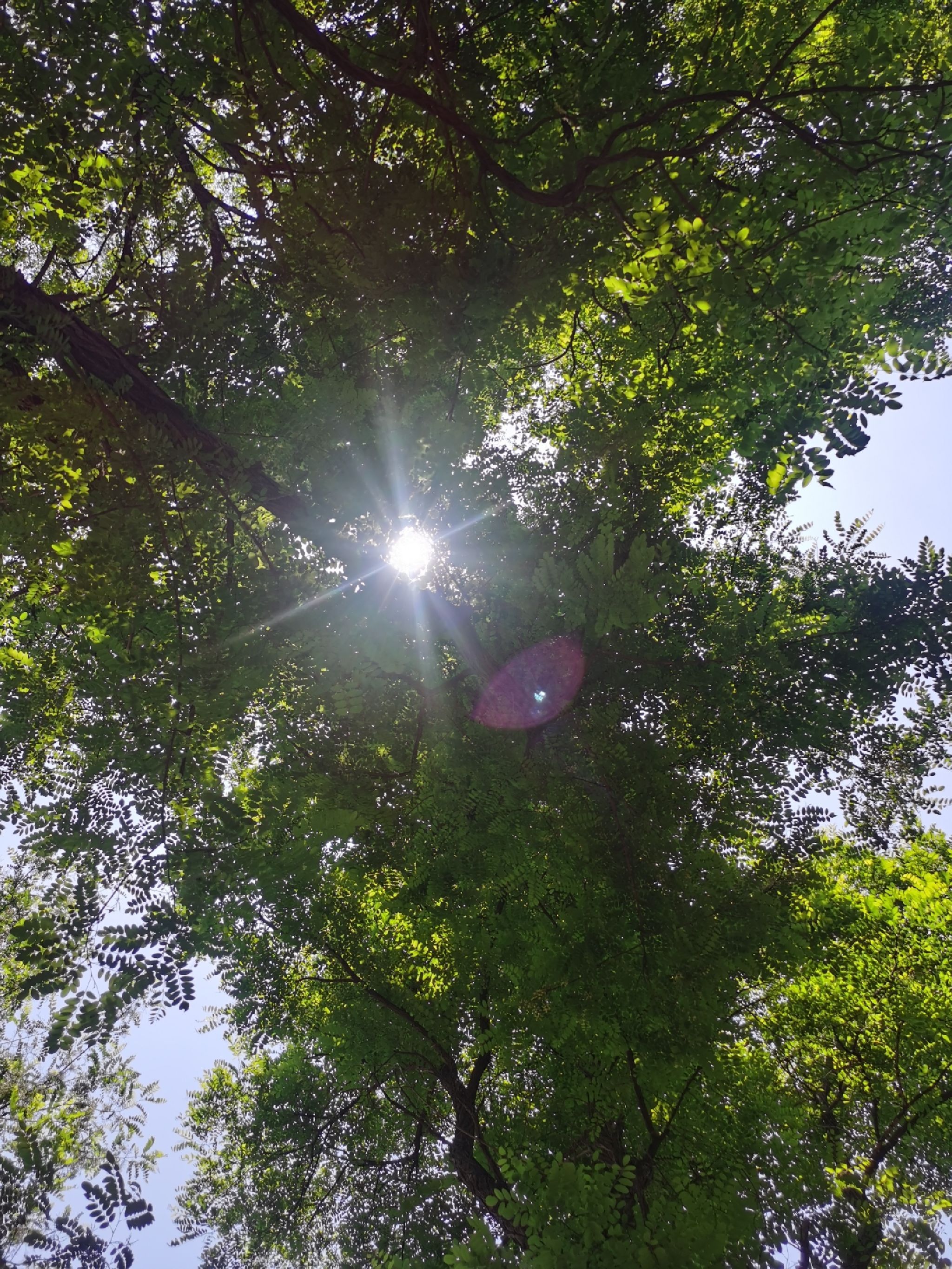 沙窝森林世界旅行图片