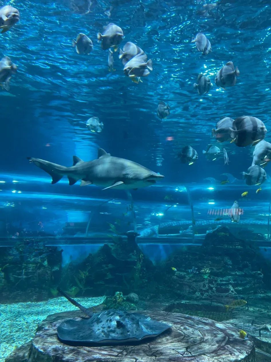 厦门海底世界-鼓浪屿表演馆