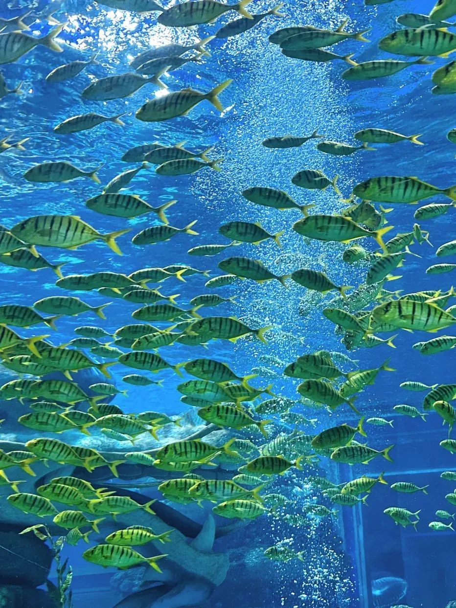 厦门海底世界-鼓浪屿表演馆