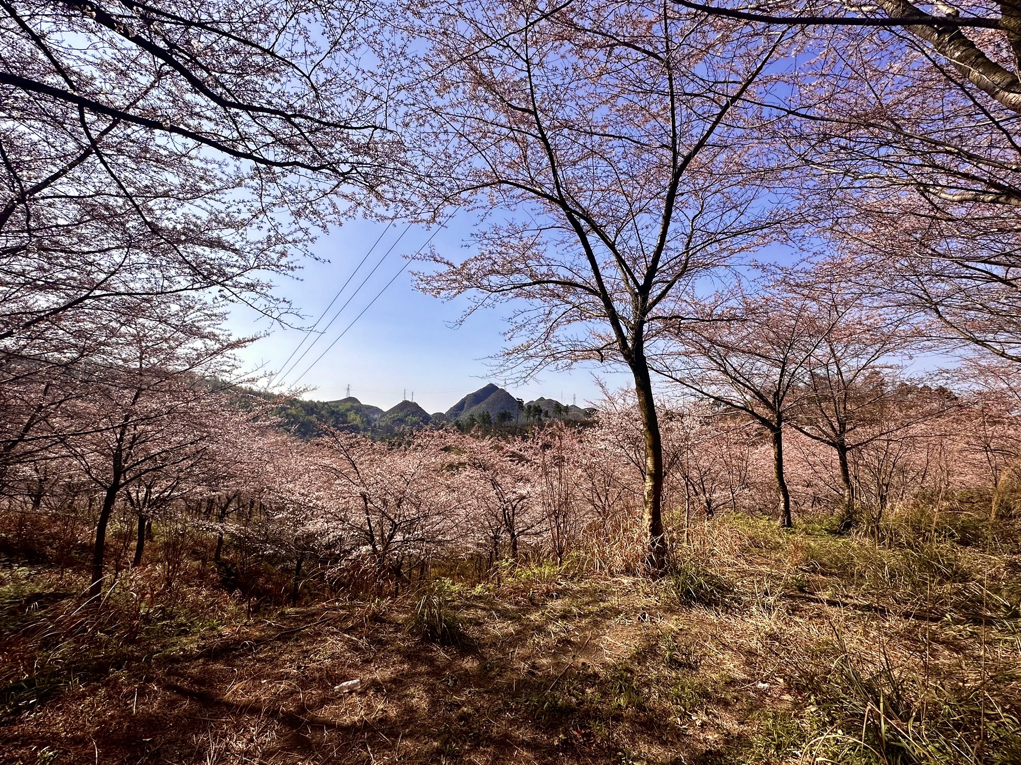 黄腊乡万亩樱花观景台旅行图片 1