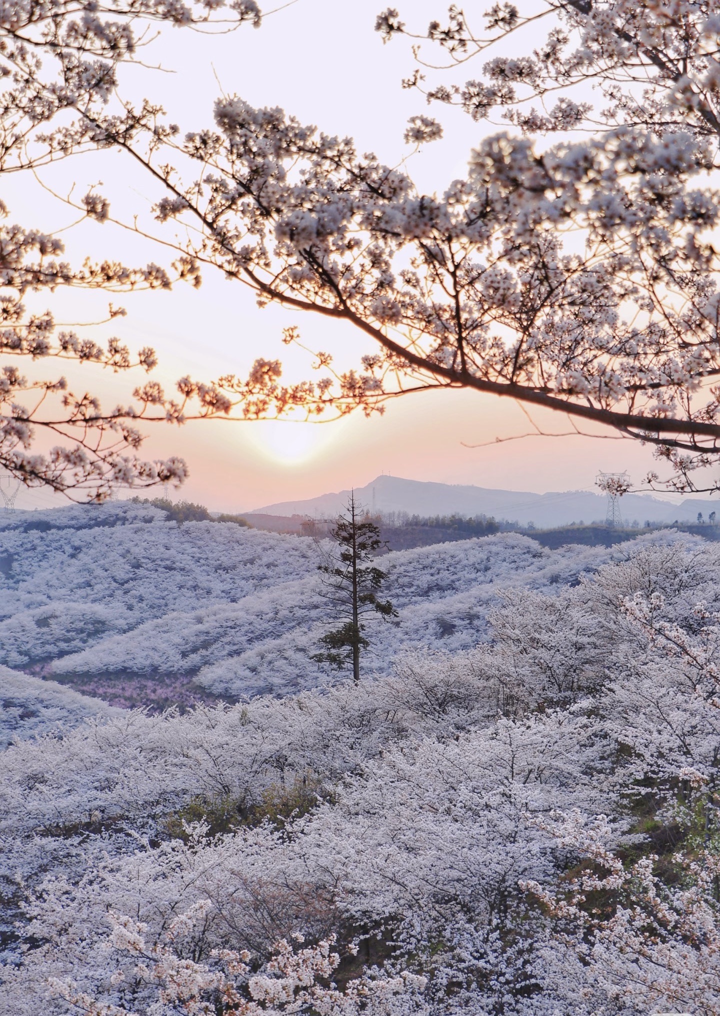 黄腊乡万亩樱花观景台景点图片