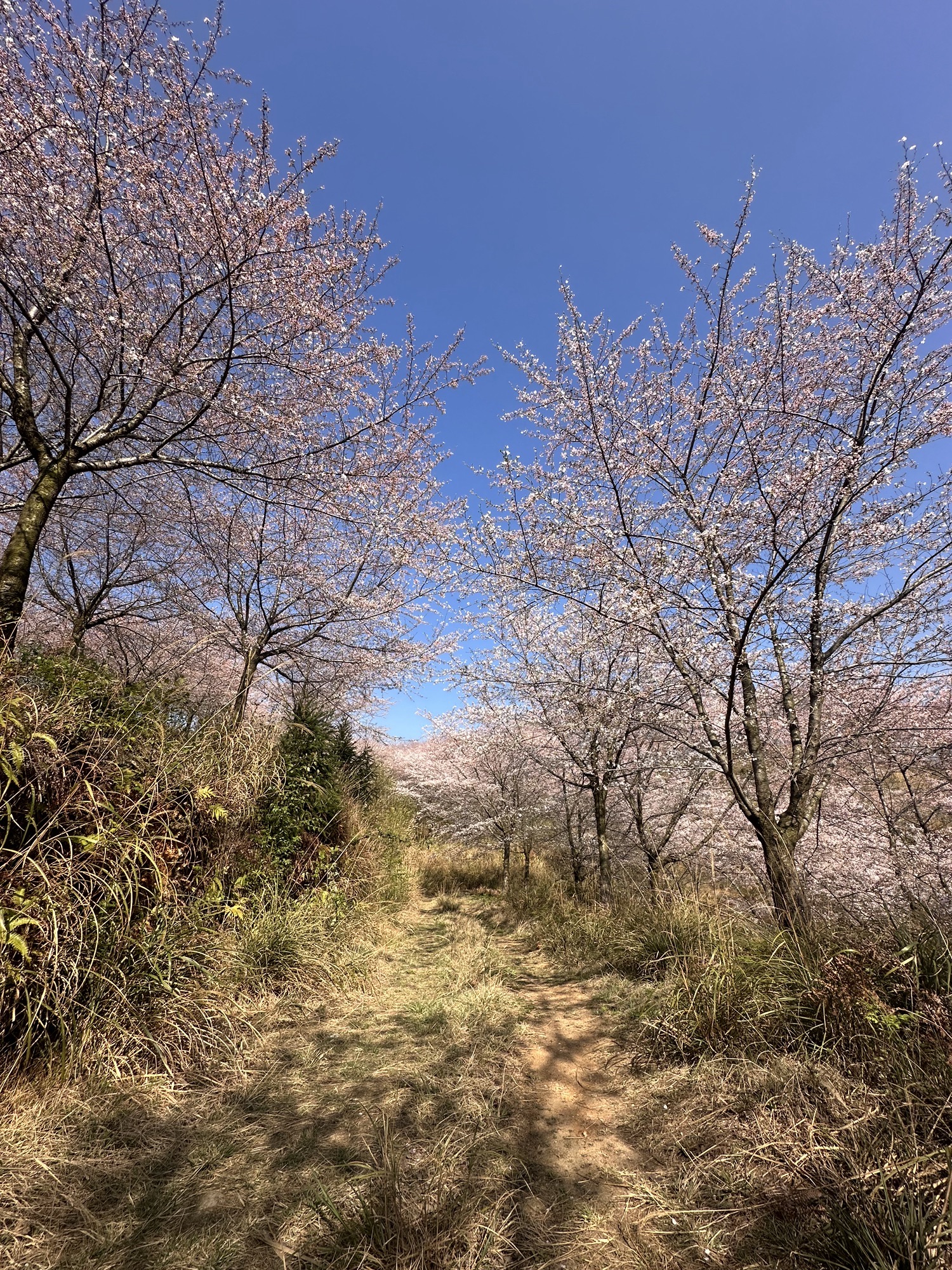 黄腊乡万亩樱花观景台旅行图片 3