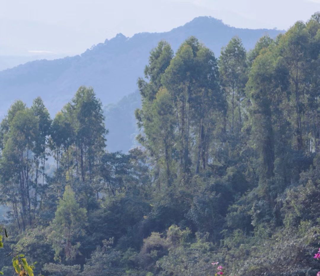崴螺山森林公园旅行图片 1