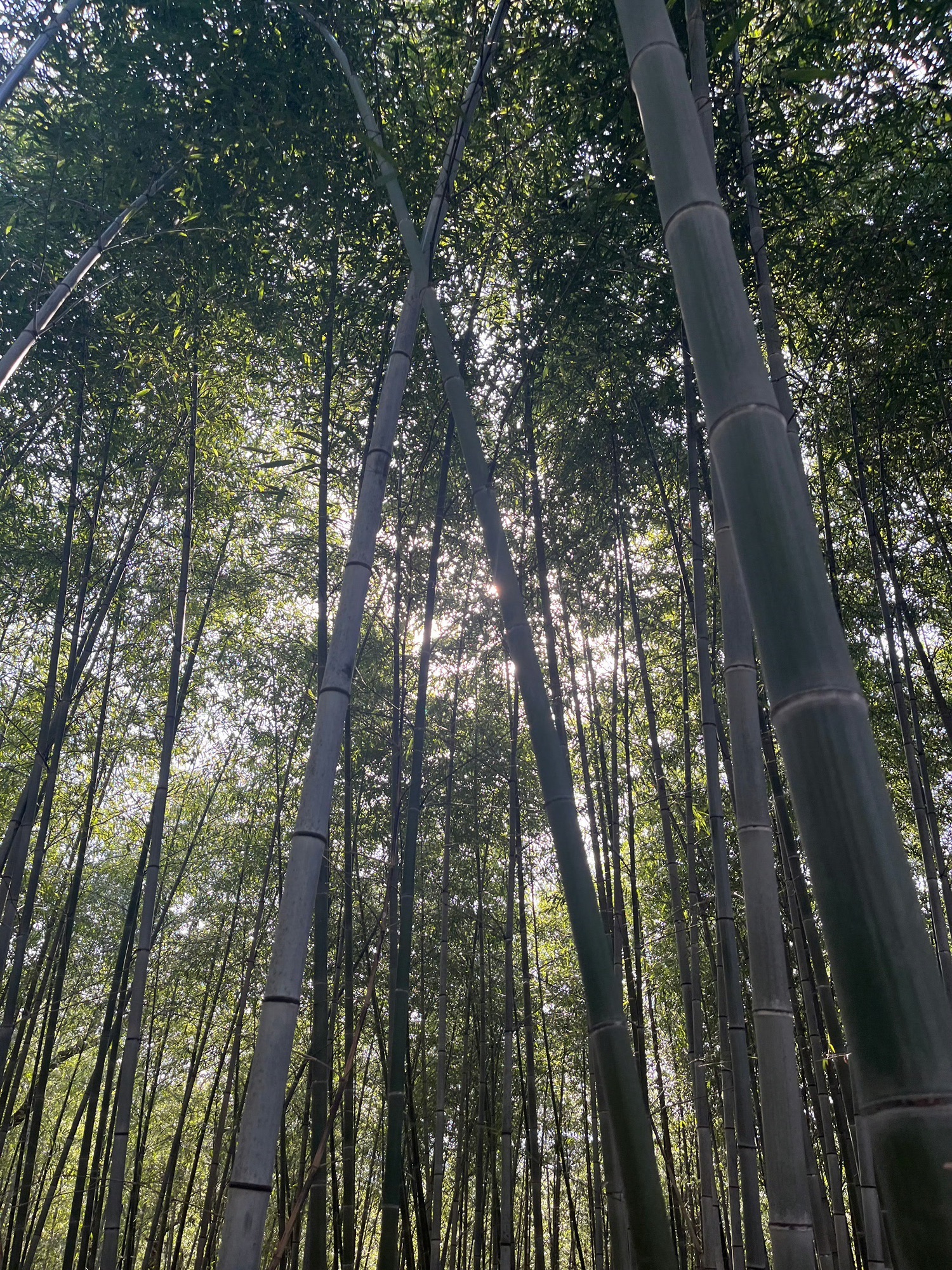 南京市无想山景区旅行图片 3