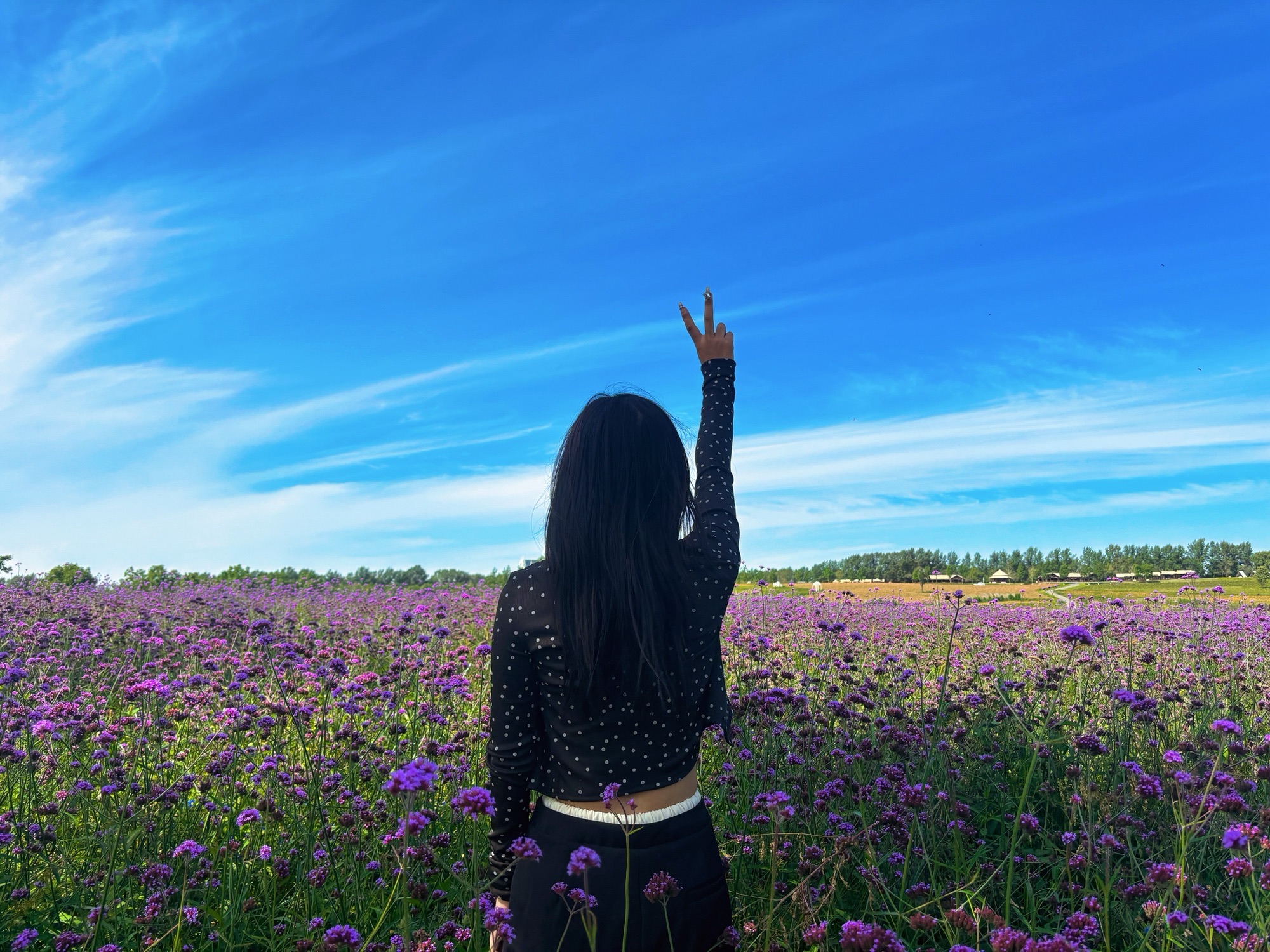 哈尔滨普罗旺斯薰衣草庄园(暂停开放)旅行图片 2