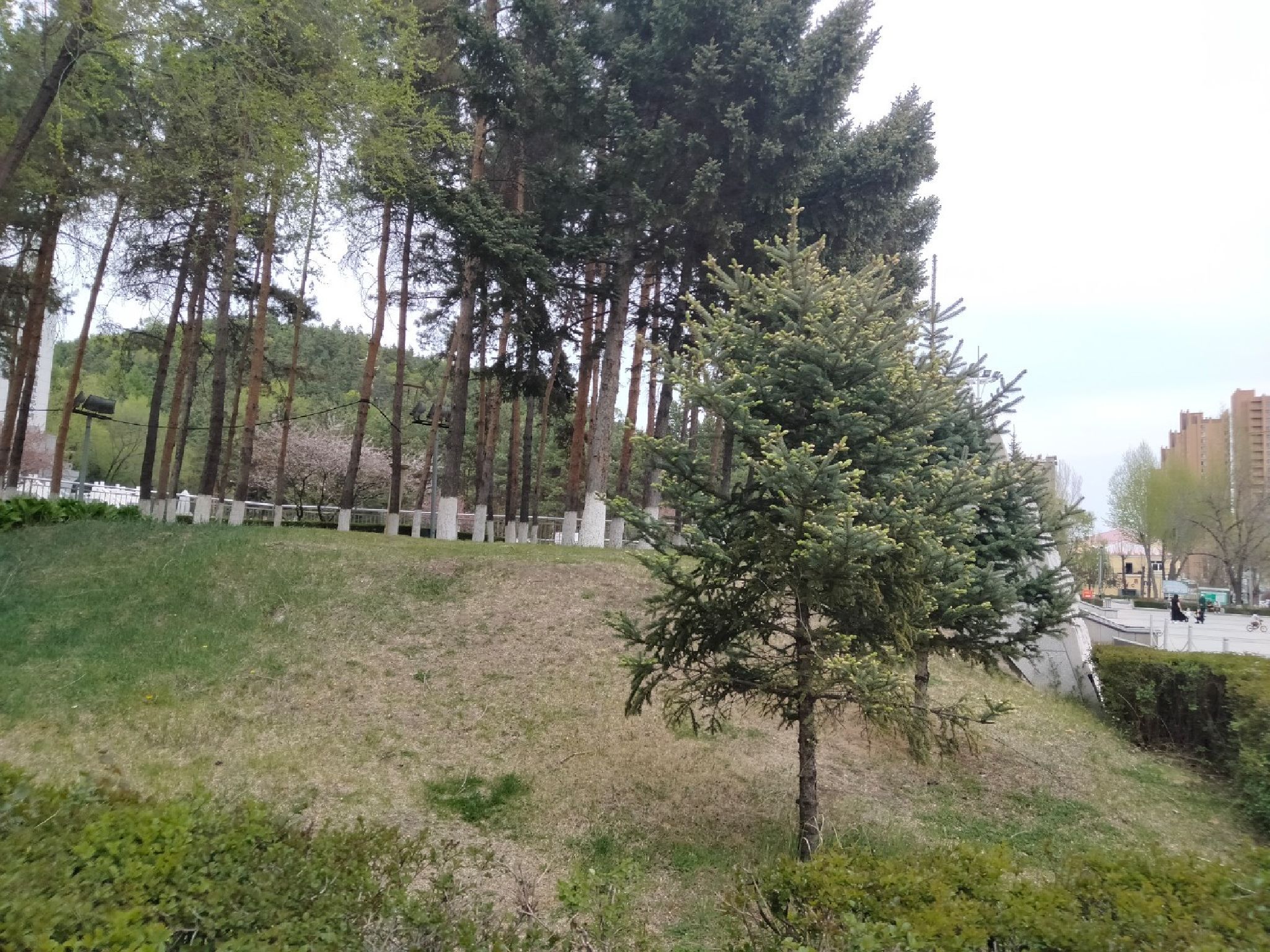 三溪一河带状公园旅行图片 3
