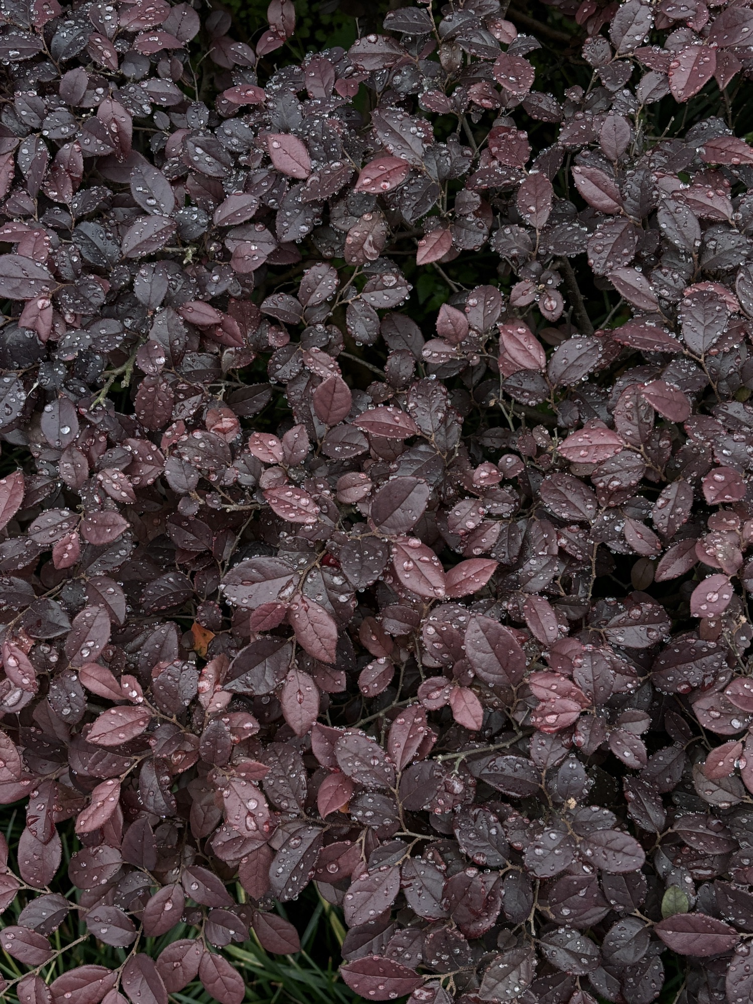 金海湾滨江公园旅行图片 2