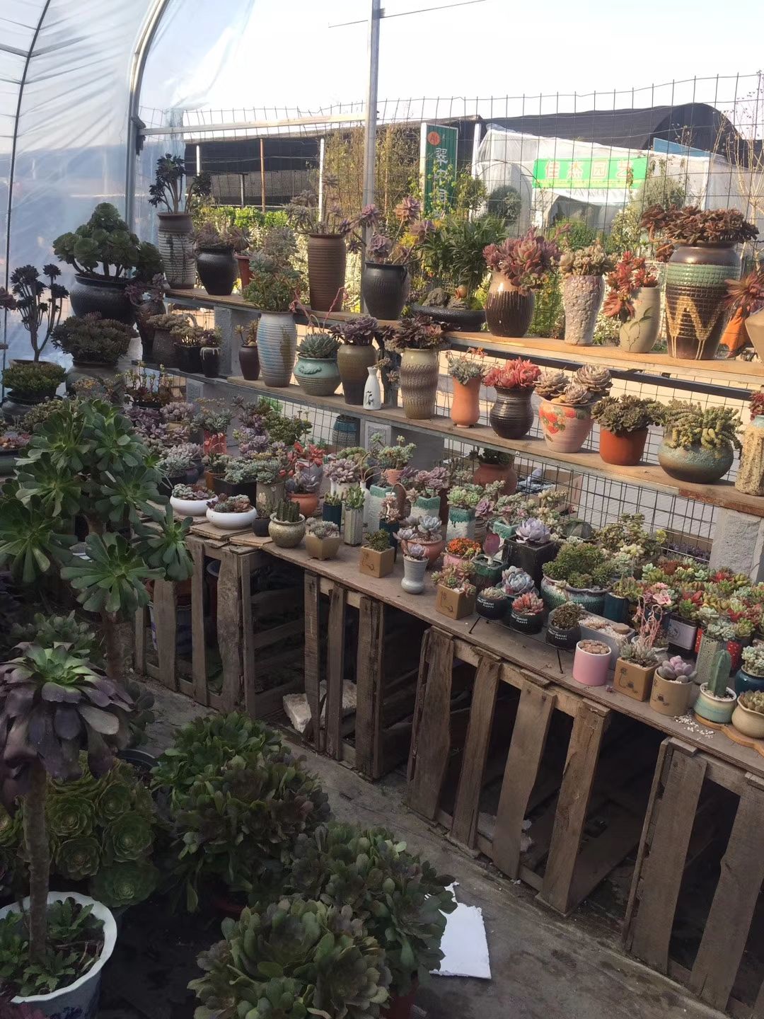 高桥花木批发基地2期漳州阿木花卉