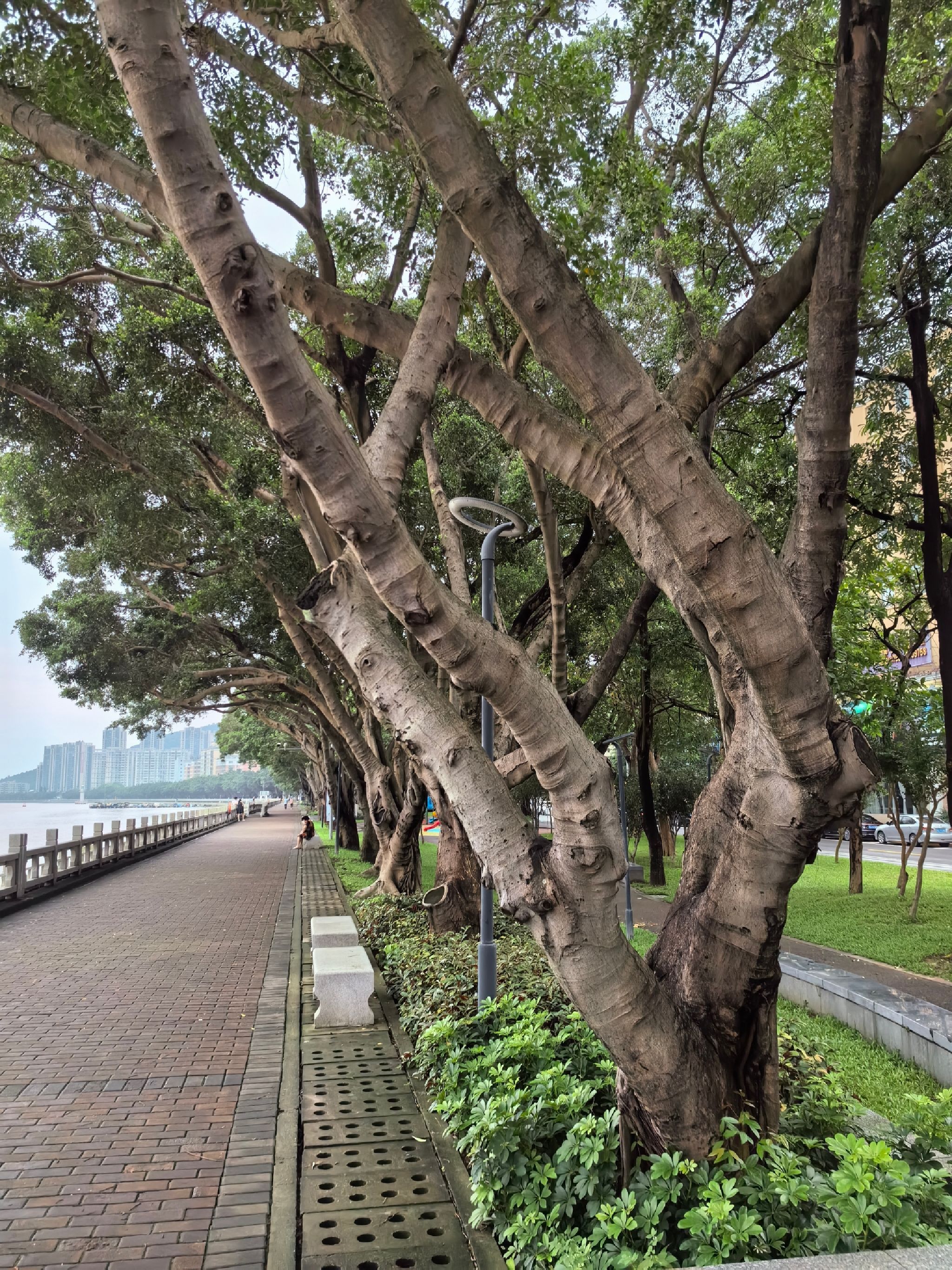 井岸西堤公园旅行图片 1