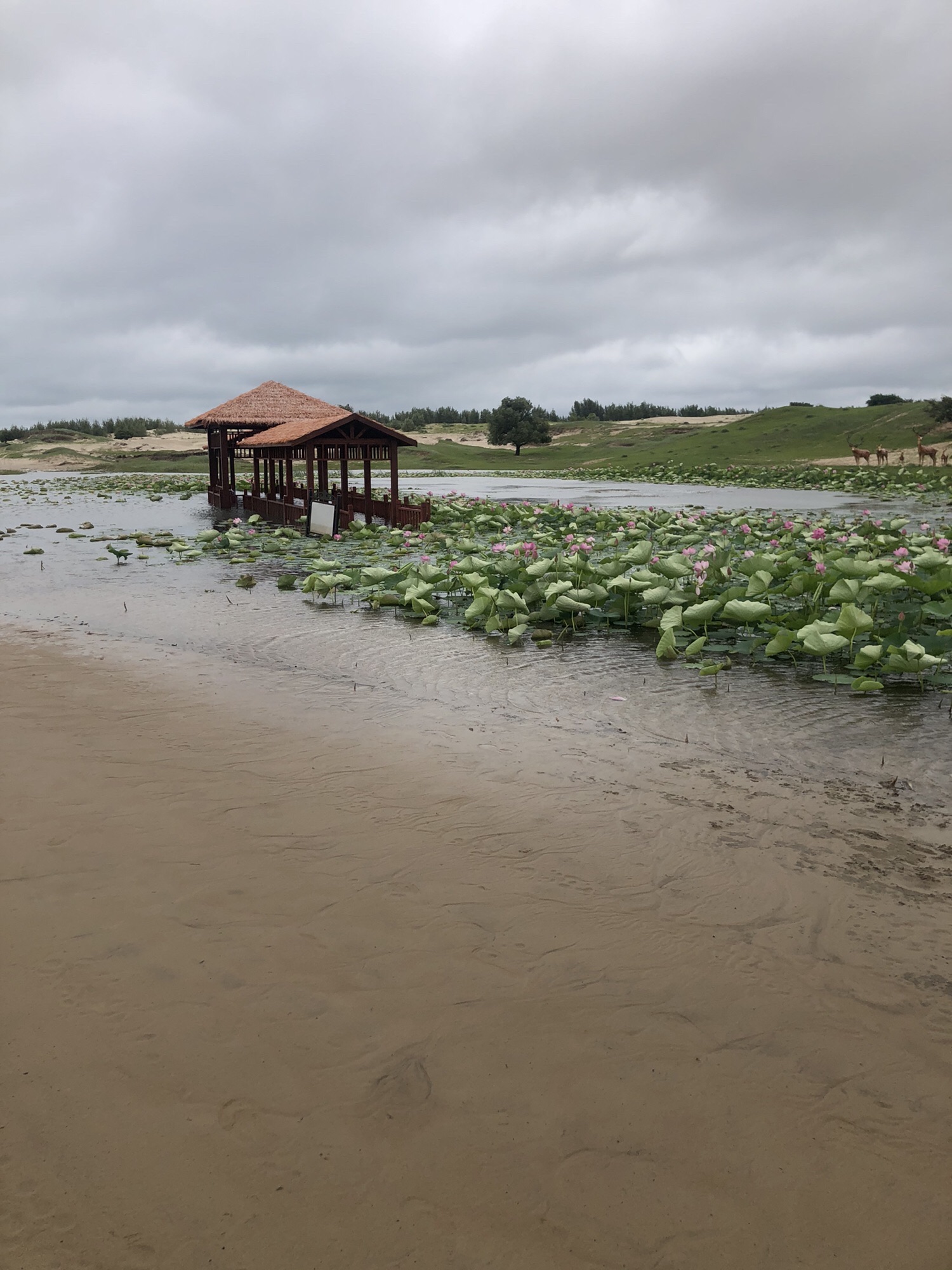 草甘沙漠风景旅游区(暂停开放)旅行图片 1