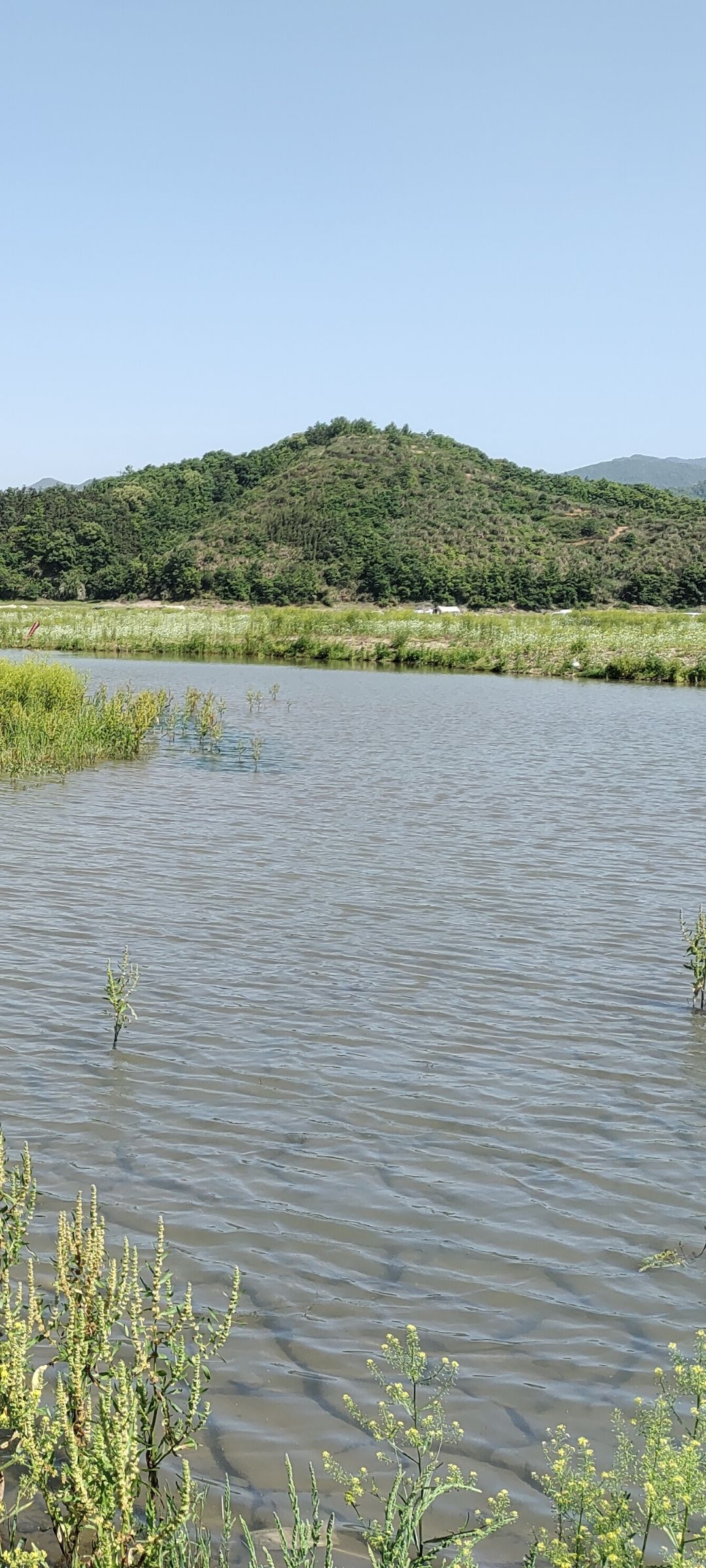 上垟乡白鹭湾湿地公园旅行图片 1