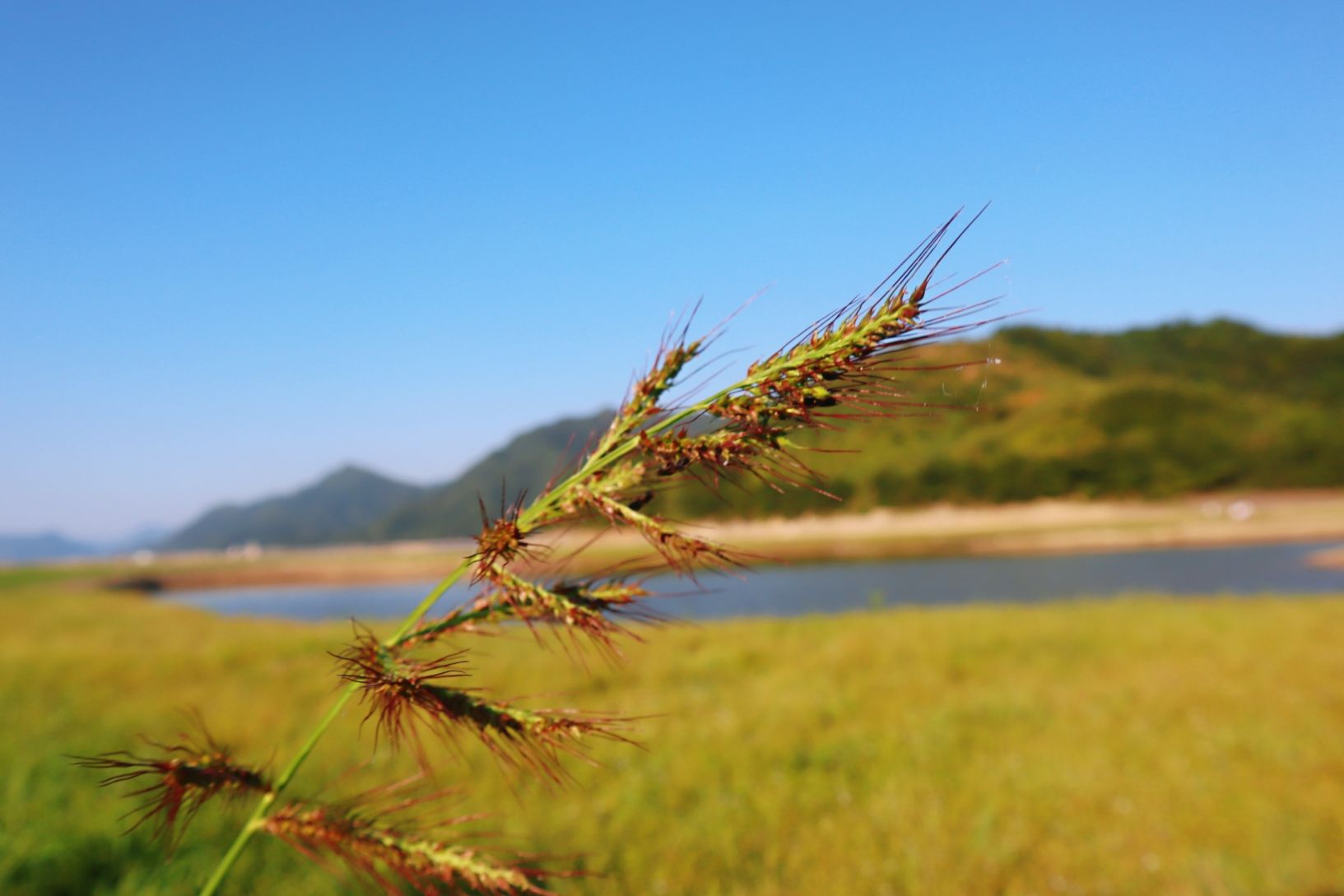 上垟乡白鹭湾湿地公园旅行图片 2