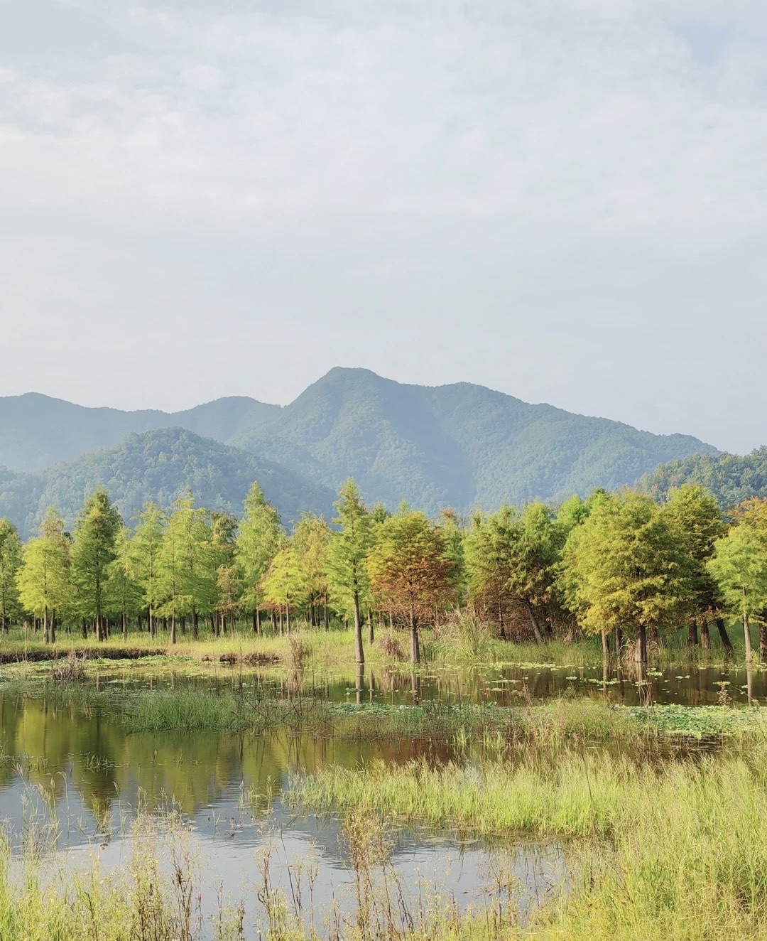 上垟乡白鹭湾湿地公园旅行图片 1