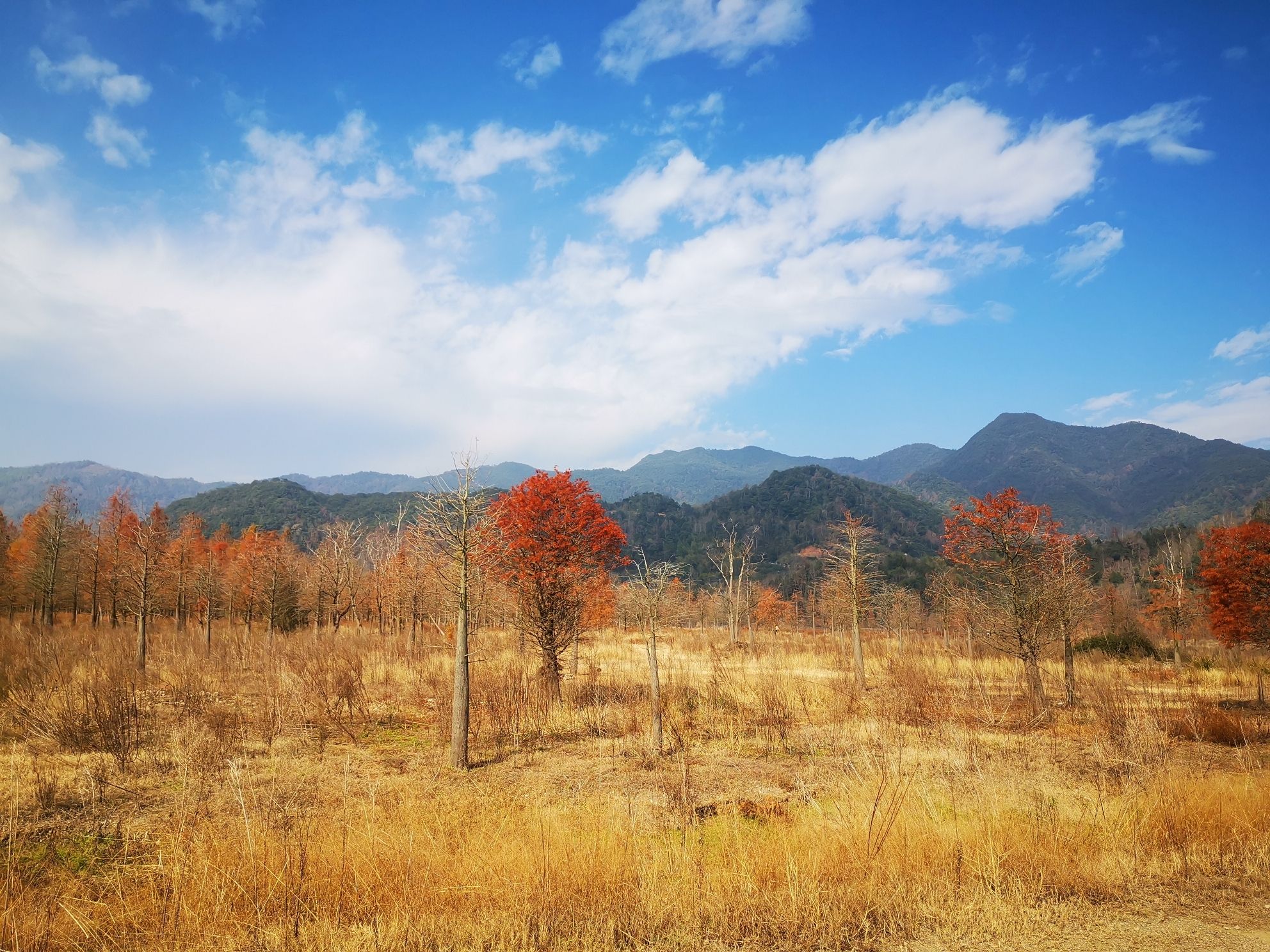上垟乡白鹭湾湿地公园旅行图片 1