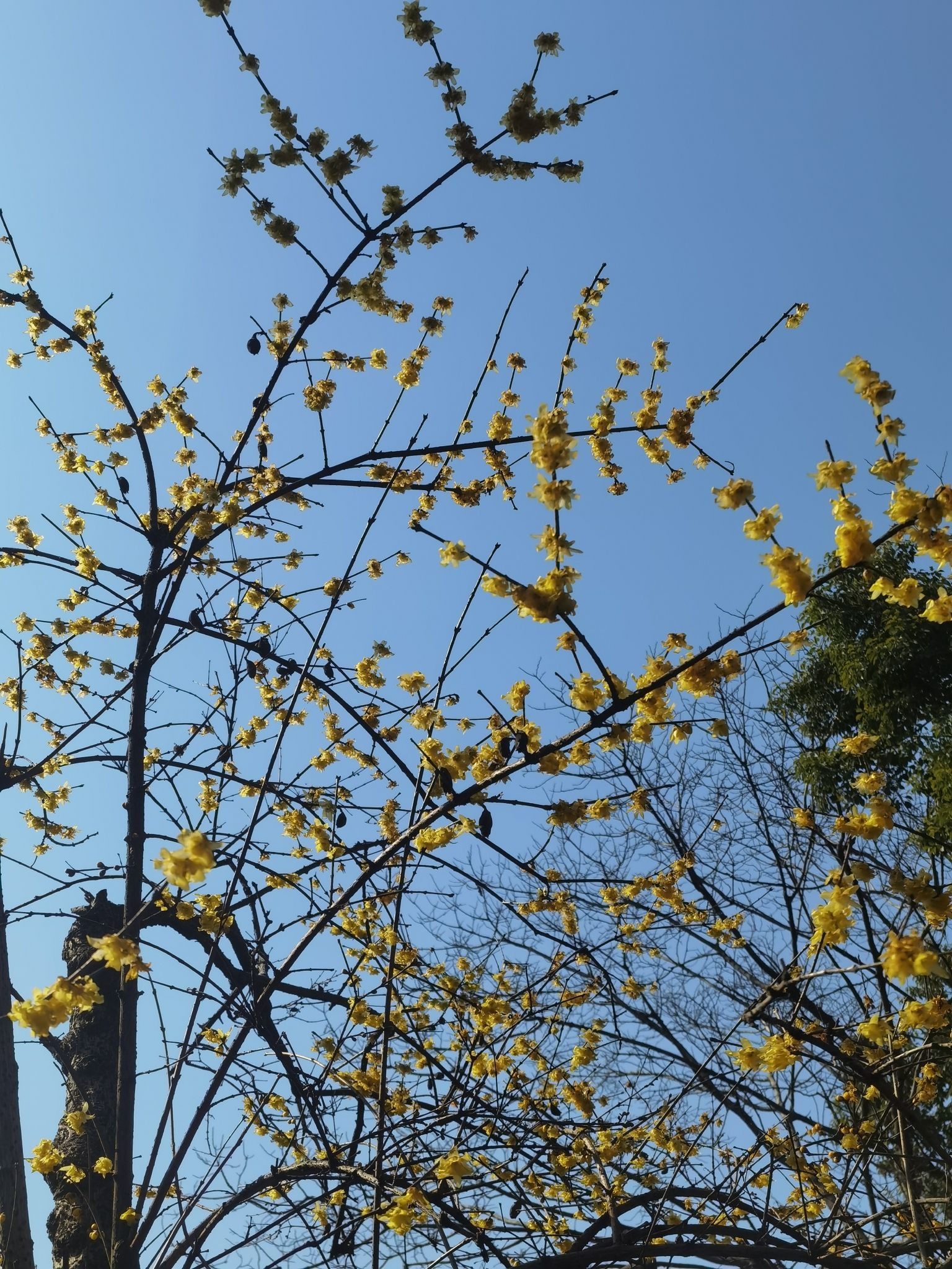 东阳木雕小镇旅行图片 3